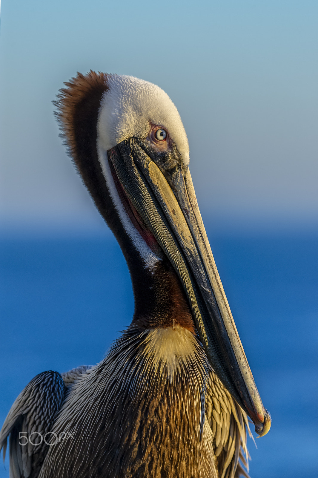 Nikon D3S sample photo. Brown pelican on the pier in oceanside photography