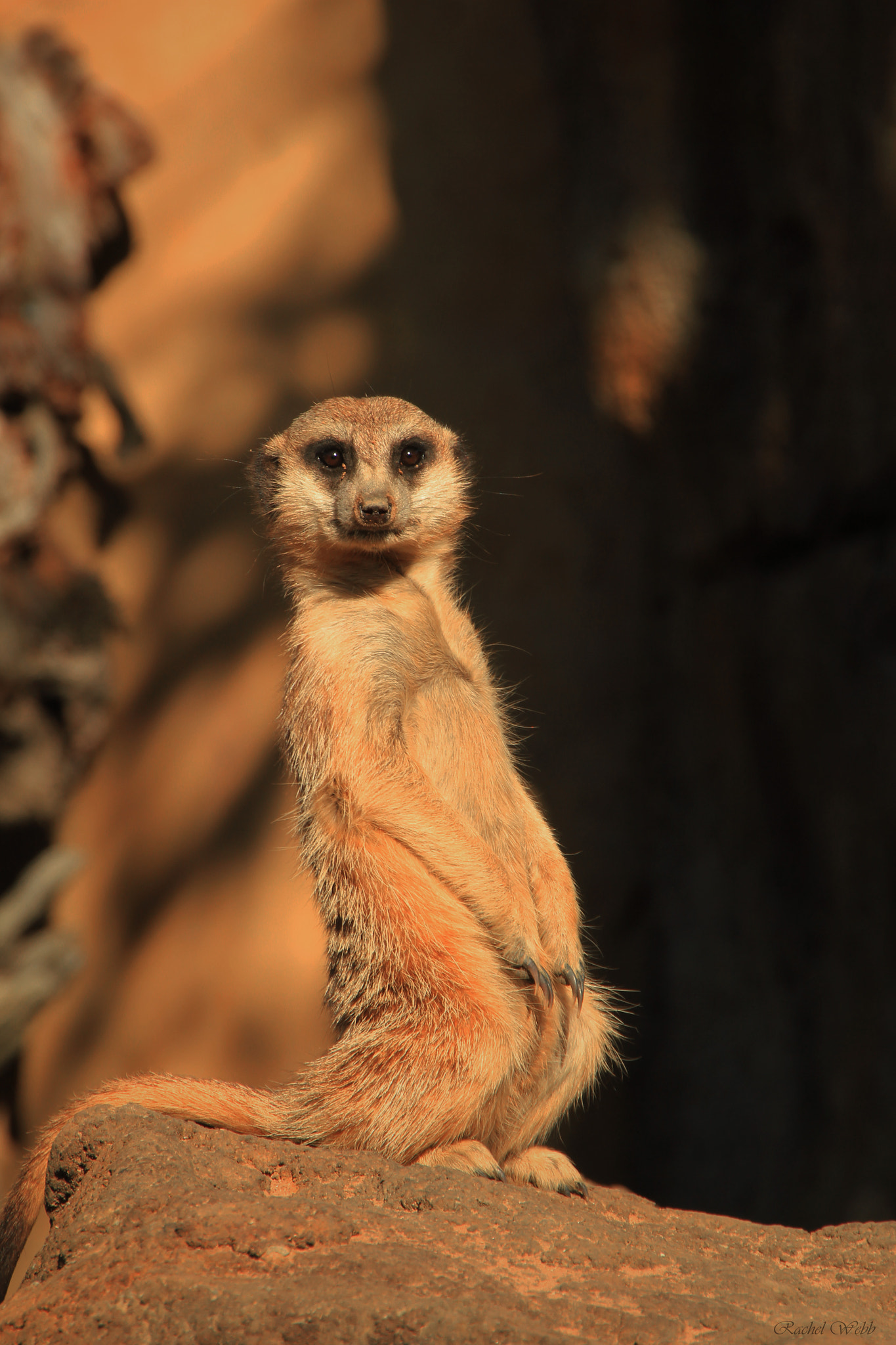 Canon EOS 550D (EOS Rebel T2i / EOS Kiss X4) sample photo. Meerkat photography