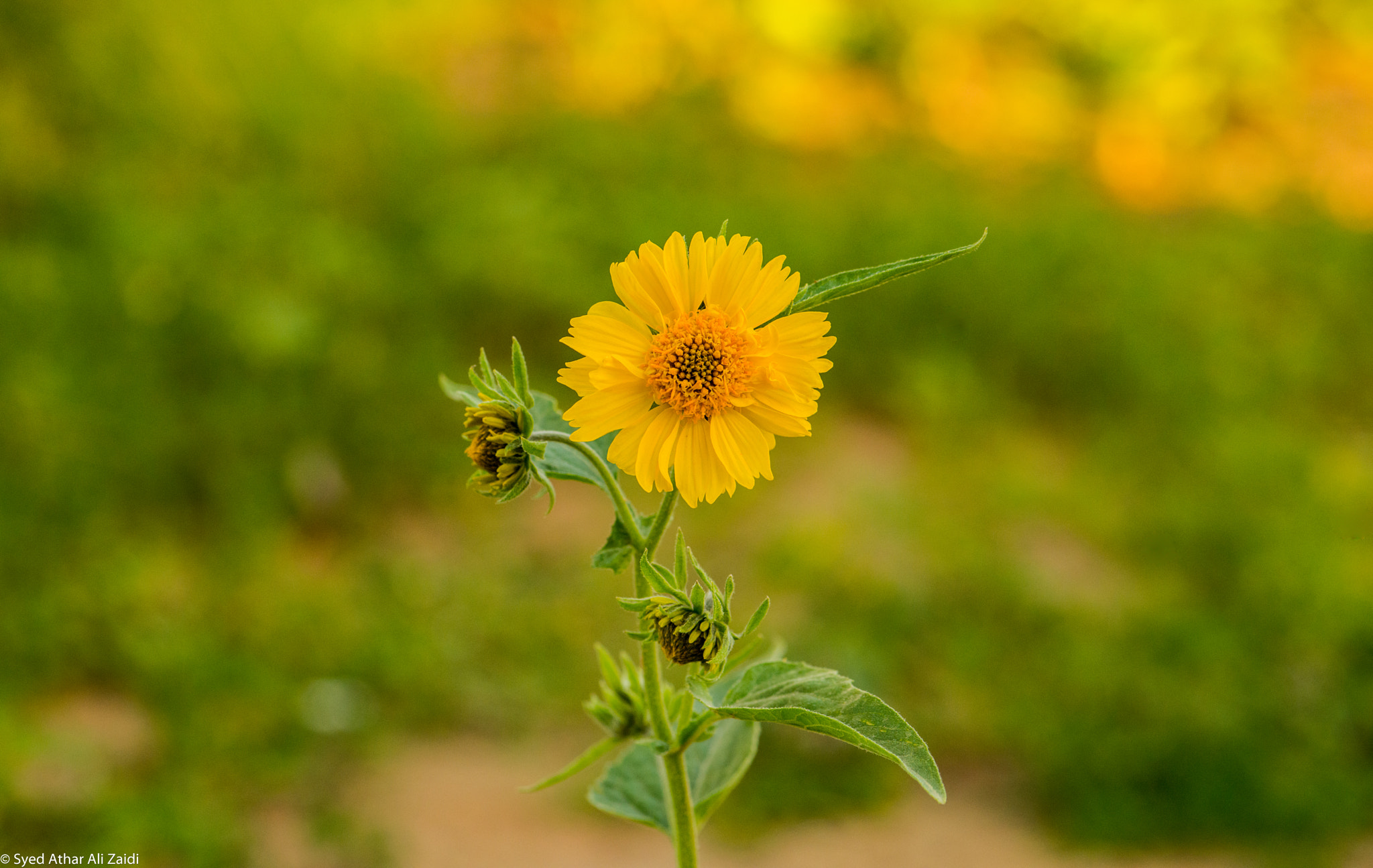 Nikon AF-S Micro-Nikkor 105mm F2.8G IF-ED VR sample photo. Yellow photography