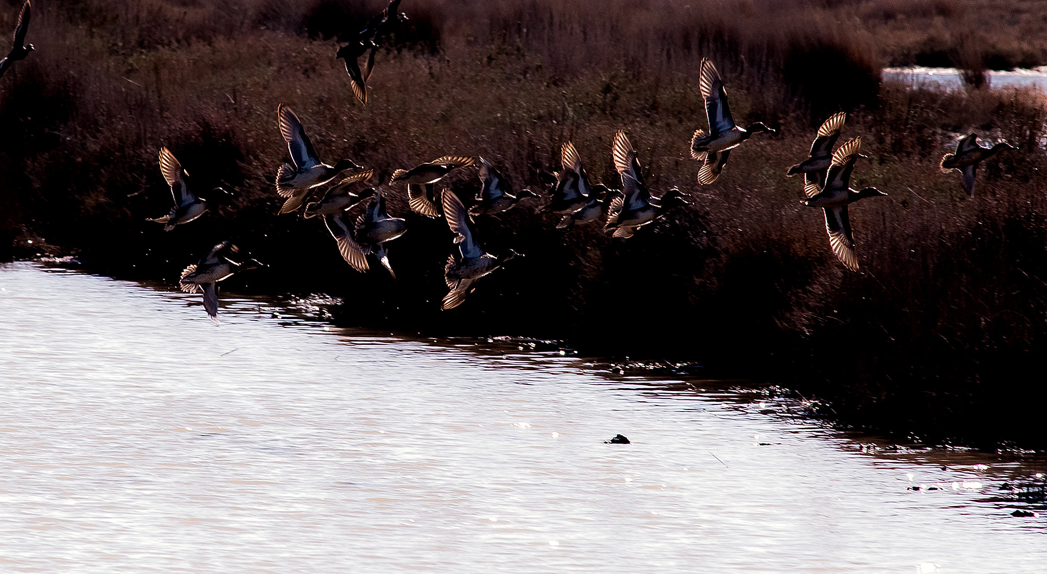 AF Nikkor 300mm f/4 IF-ED sample photo. Volo in controluce  (germani) photography