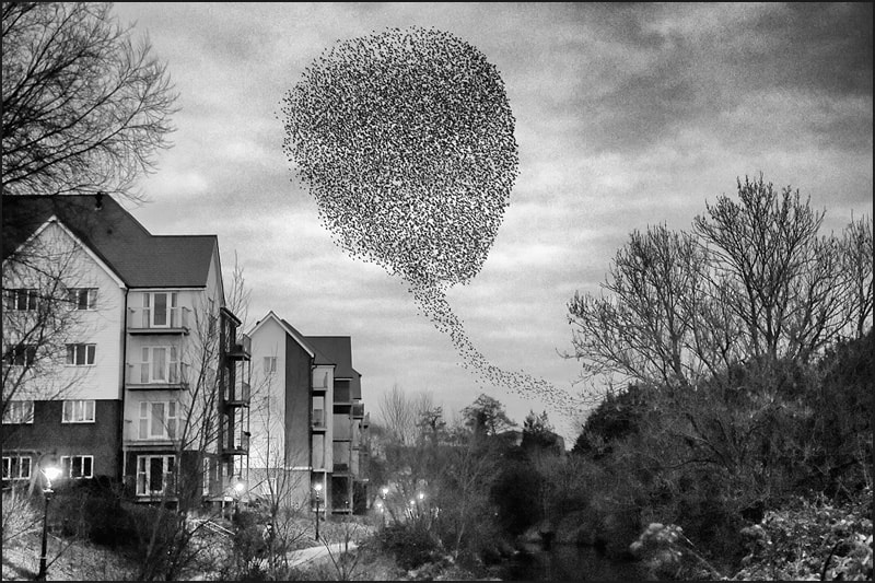 Nikon D4S + Nikon AF Nikkor 50mm F1.4D sample photo. Starling murmuration. photography