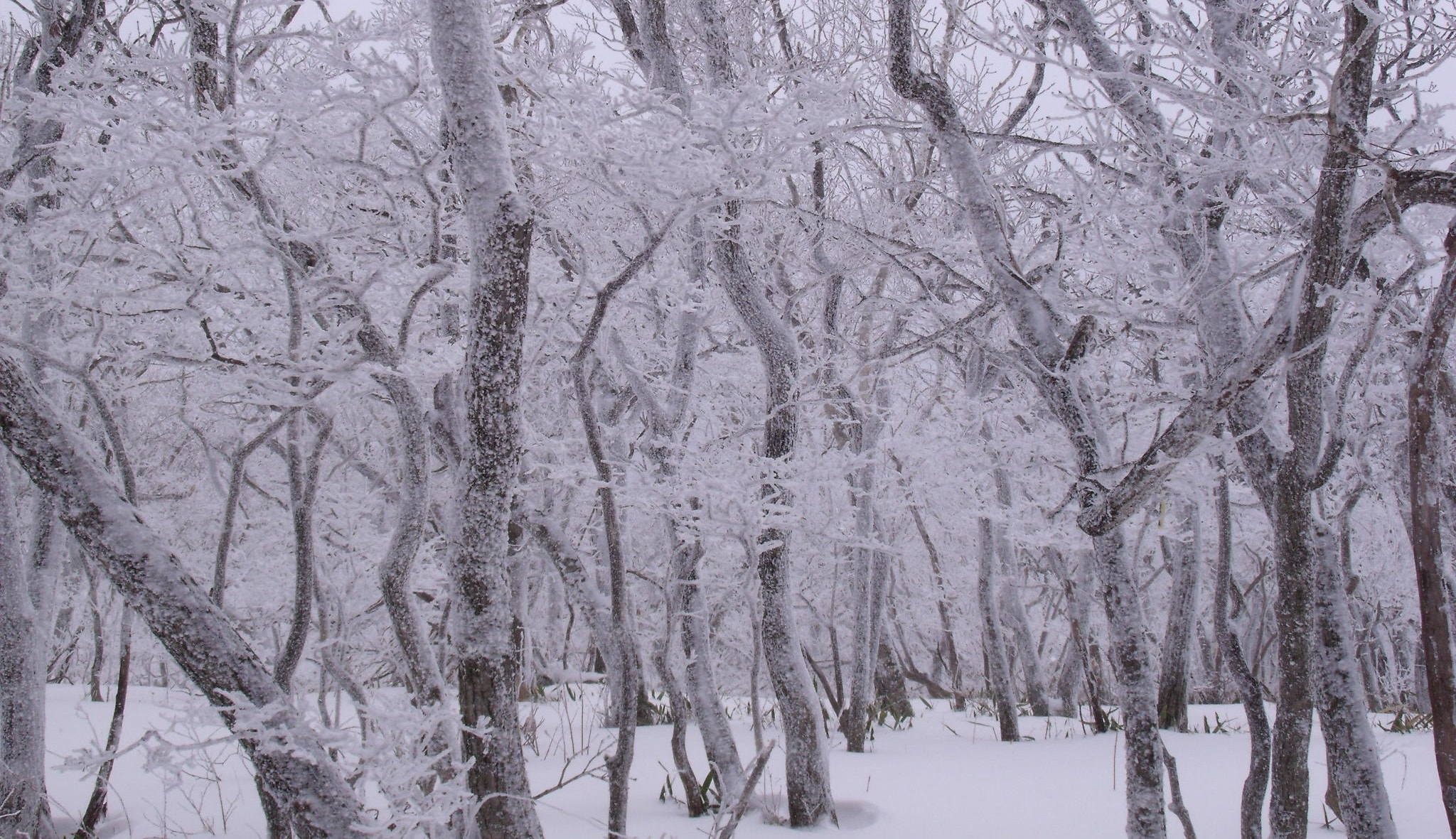 Fujifilm FinePix J110W sample photo. Winter trees photography