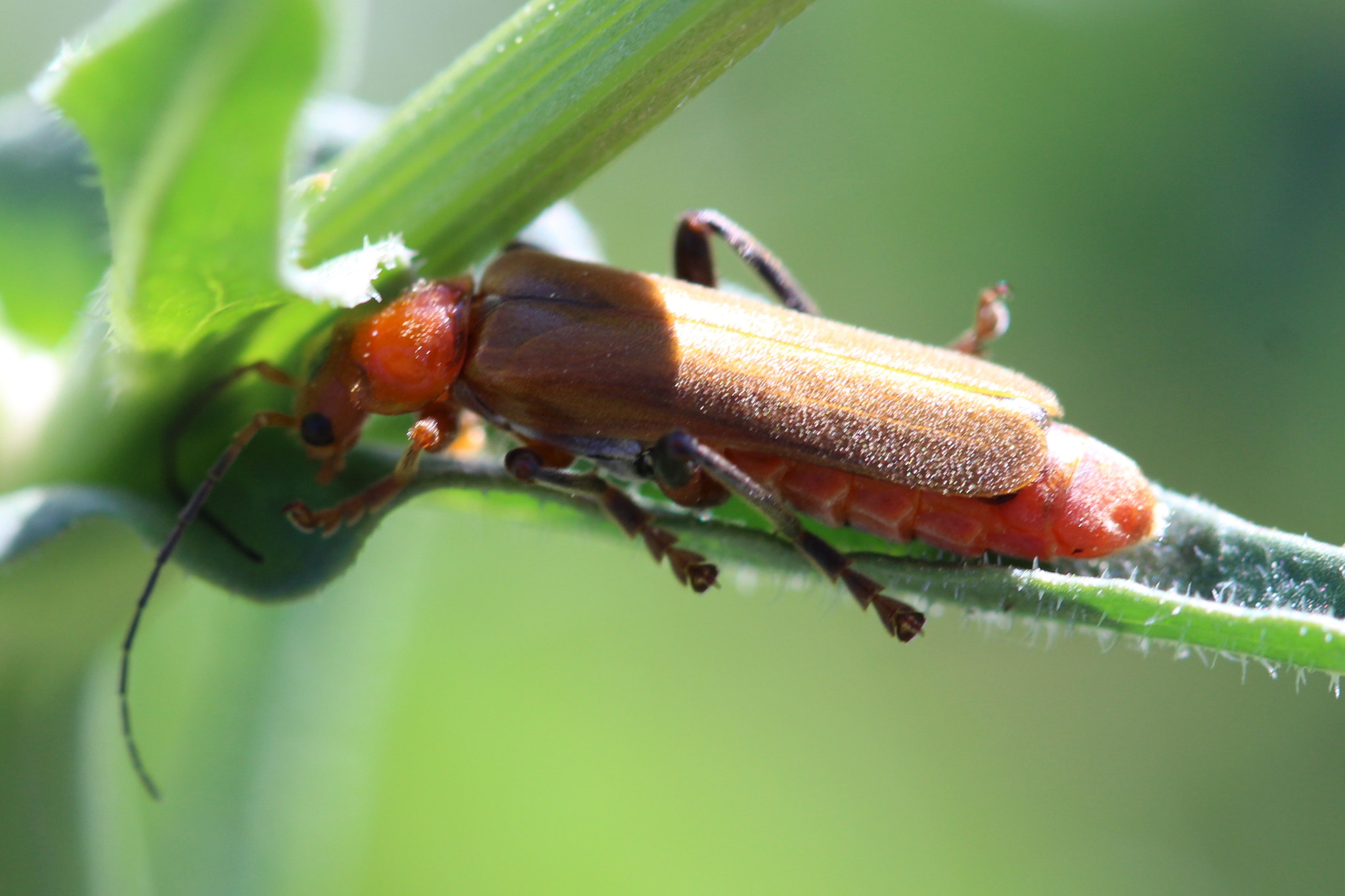 Canon EF 100mm F2.8 Macro USM sample photo. Hiding beetle photography