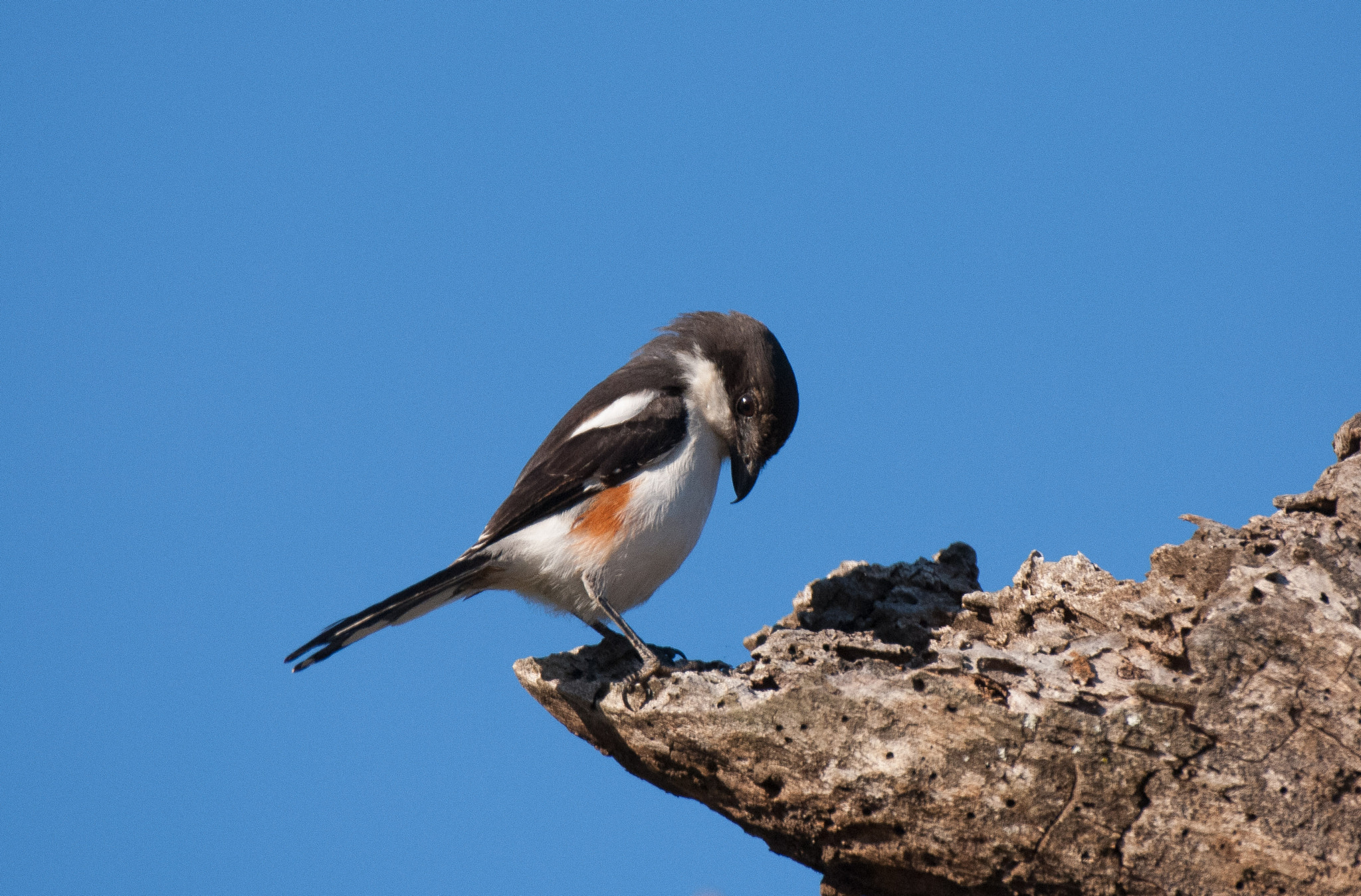 Nikon D2X + Nikon AF-S Nikkor 200-400mm F4G ED-IF VR sample photo. Common fiscal photography