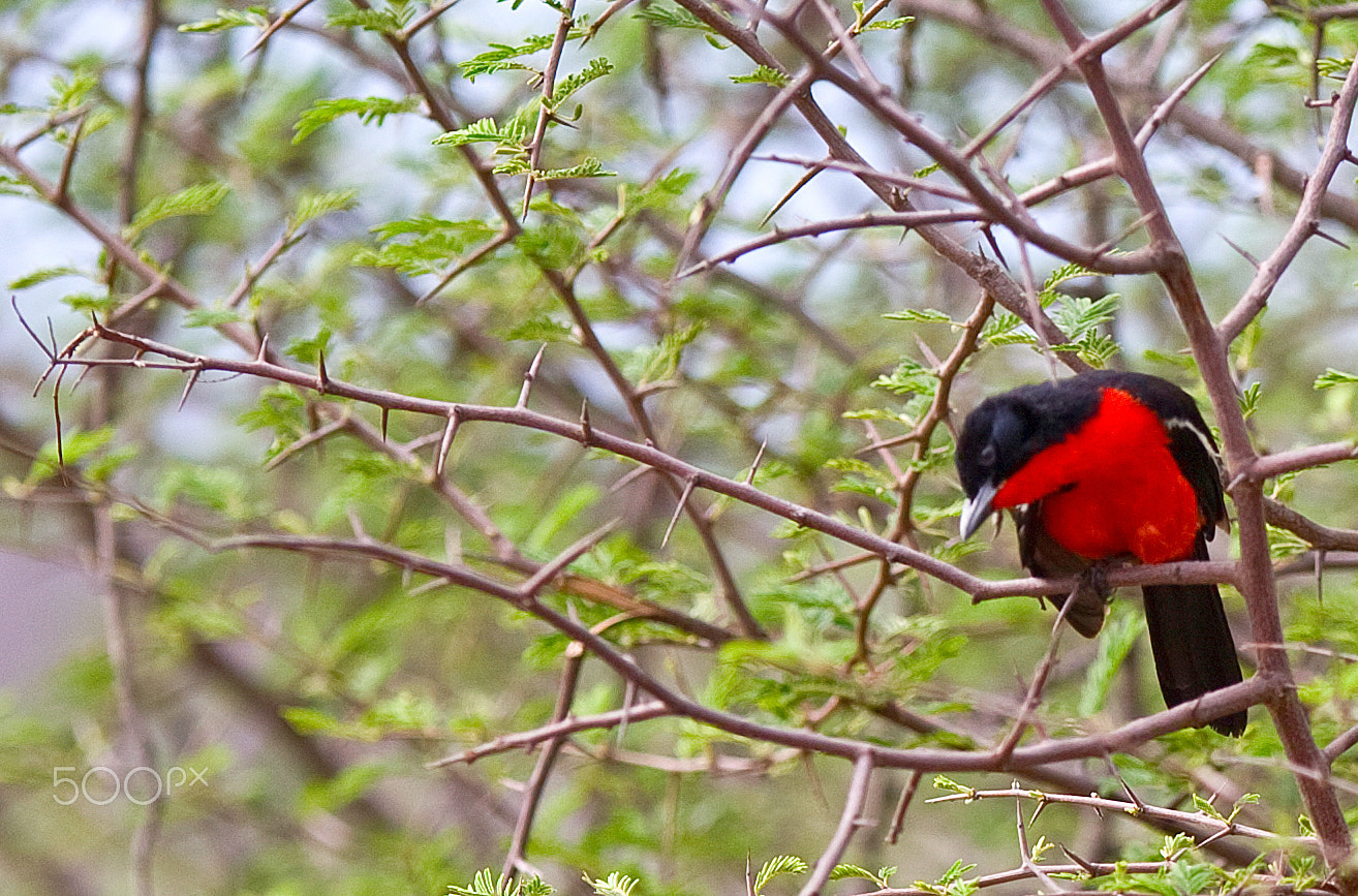Canon EF 300mm F2.8L IS USM sample photo. Scratchen photography