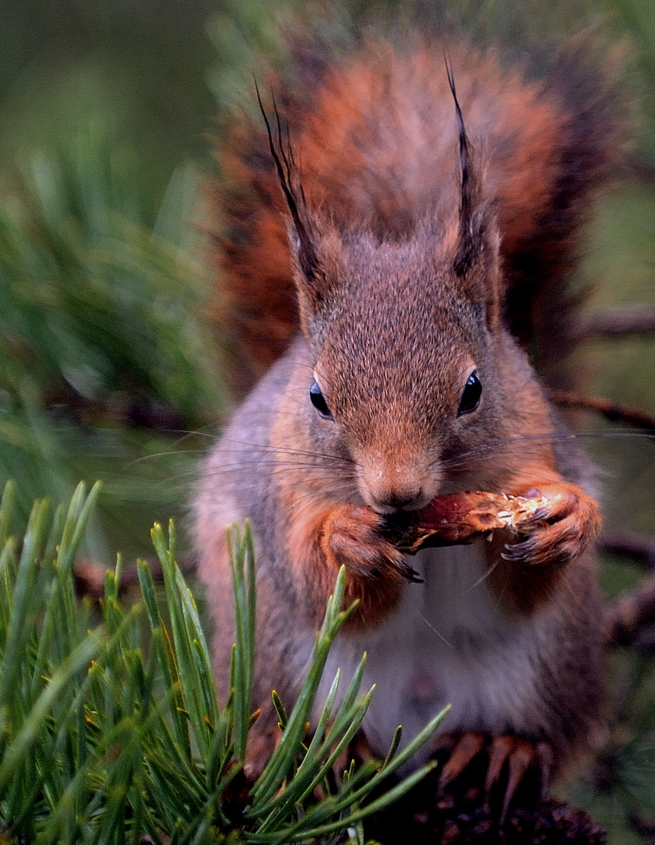 Nikon D4 sample photo. Squirrel photography