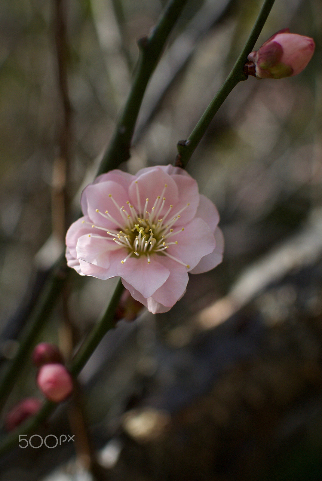 Nikon 1 J2 + Nikon 1 Nikkor 18.5mm F1.8 sample photo. Plum blossom photography