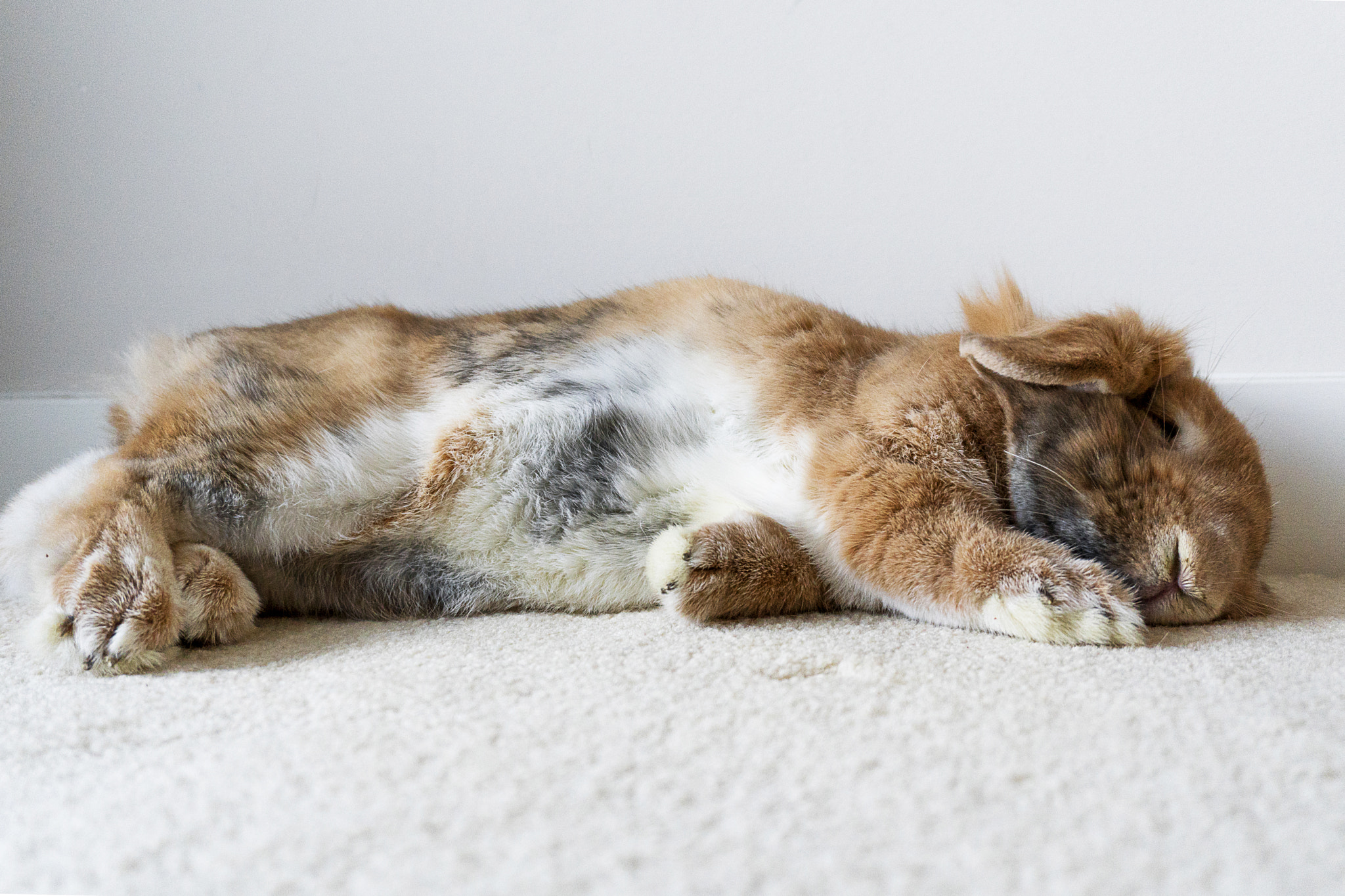 Sony a6500 sample photo. Bunny be sleeping photography