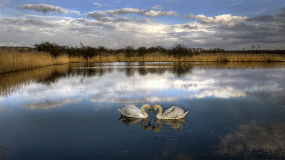 Canon EOS-1D Mark II + Sigma 10-20mm F3.5 EX DC HSM sample photo. Swan lake - floating on clouds photography