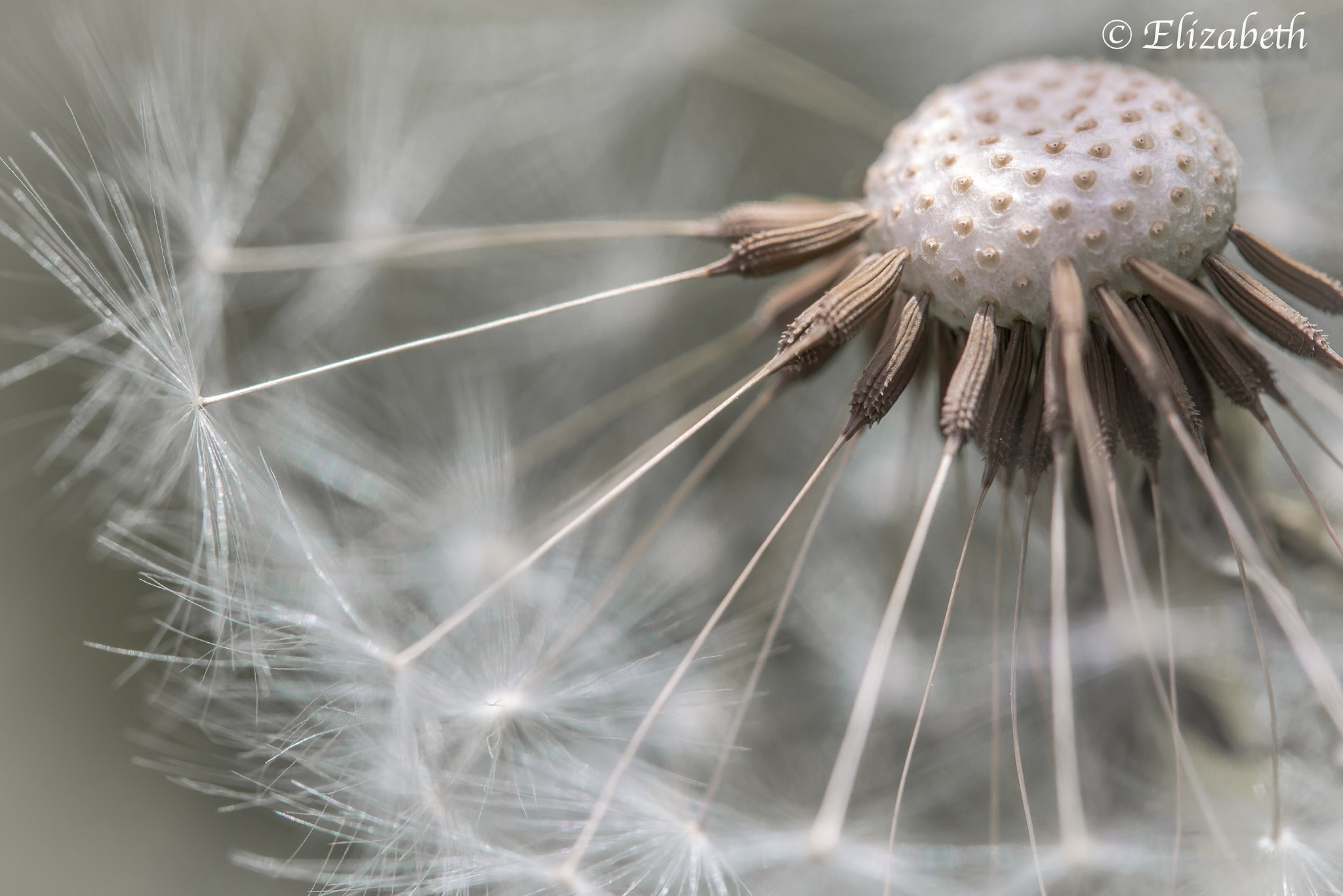 Canon EF-S 60mm F2.8 Macro USM sample photo. Blow me  photography
