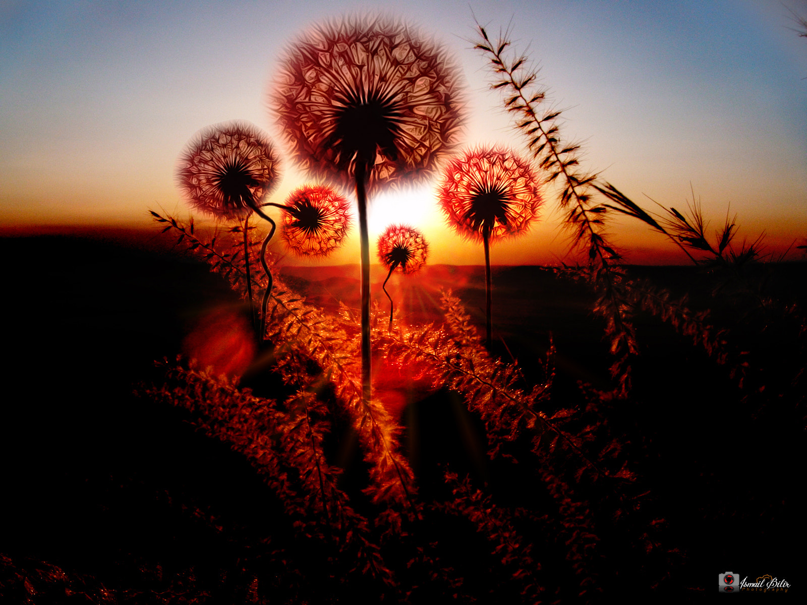 Fujifilm FinePix Z35 sample photo. Dandelion family sunset ;) photography