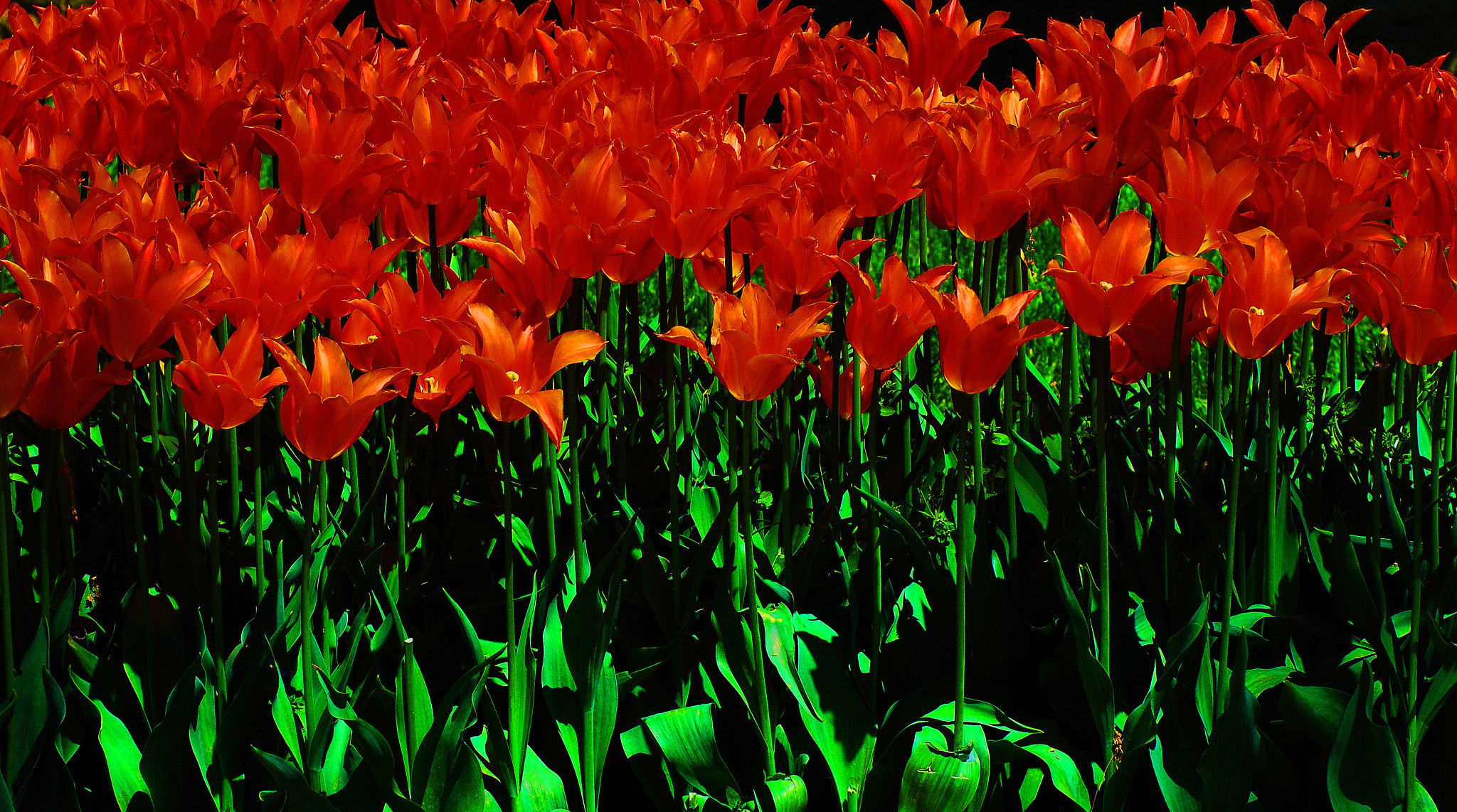 Nikon D200 sample photo. Tulips photography