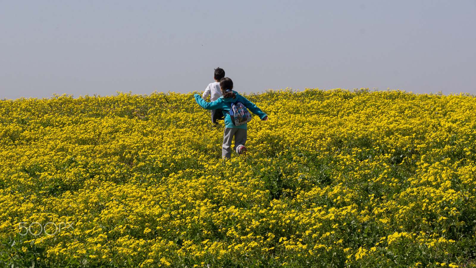 Sony SLT-A65 (SLT-A65V) sample photo. Running in yellow fields photography