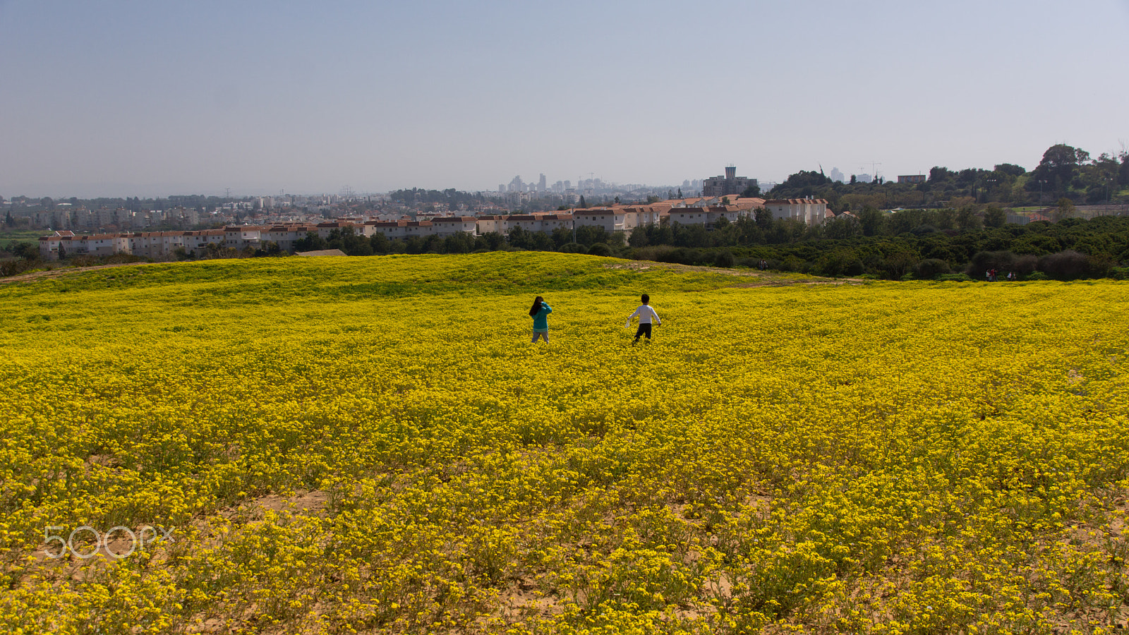 Sony SLT-A65 (SLT-A65V) + Tamron AF 28-105mm F4-5.6 [IF] sample photo. Yellow field photography
