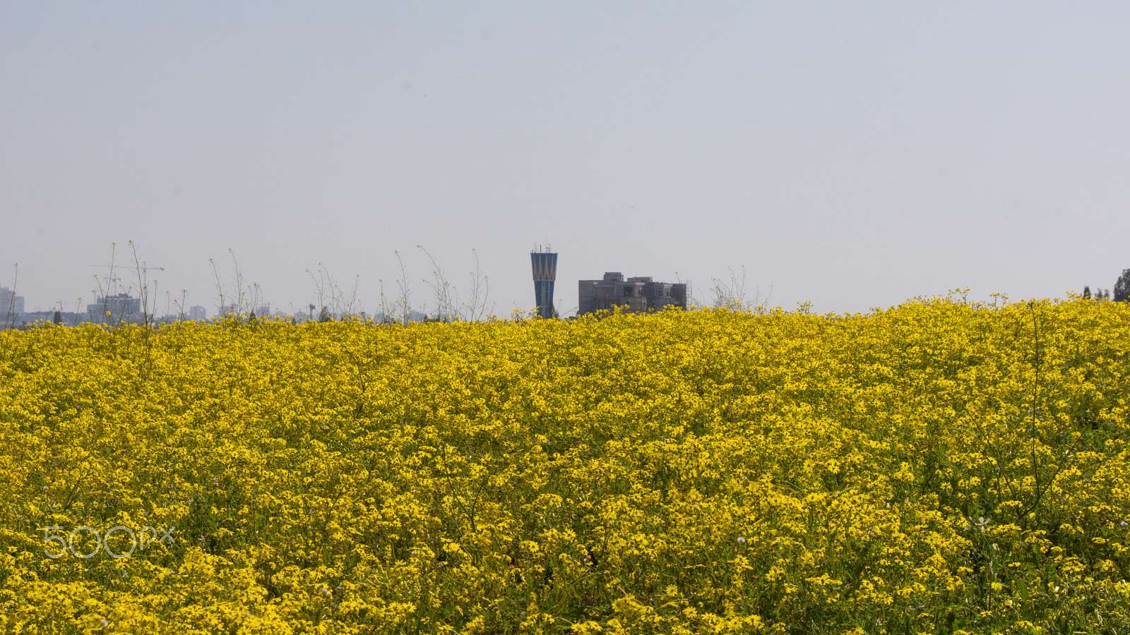 Sony SLT-A65 (SLT-A65V) + Tamron AF 28-105mm F4-5.6 [IF] sample photo. Yellow fields photography