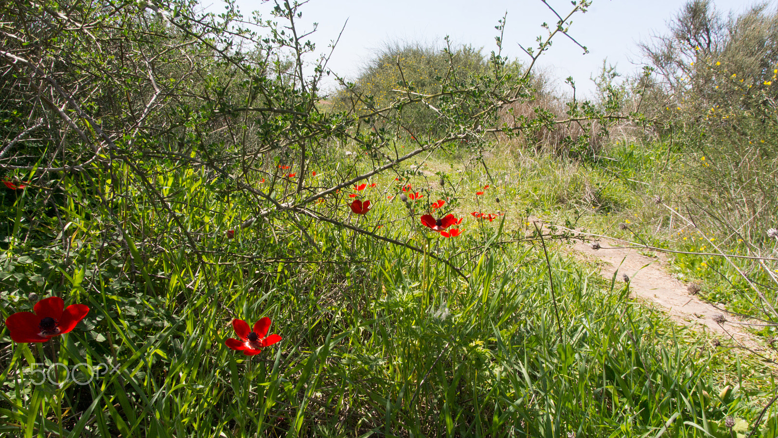 Tamron AF 28-105mm F4-5.6 [IF] sample photo. Grassy hill photography