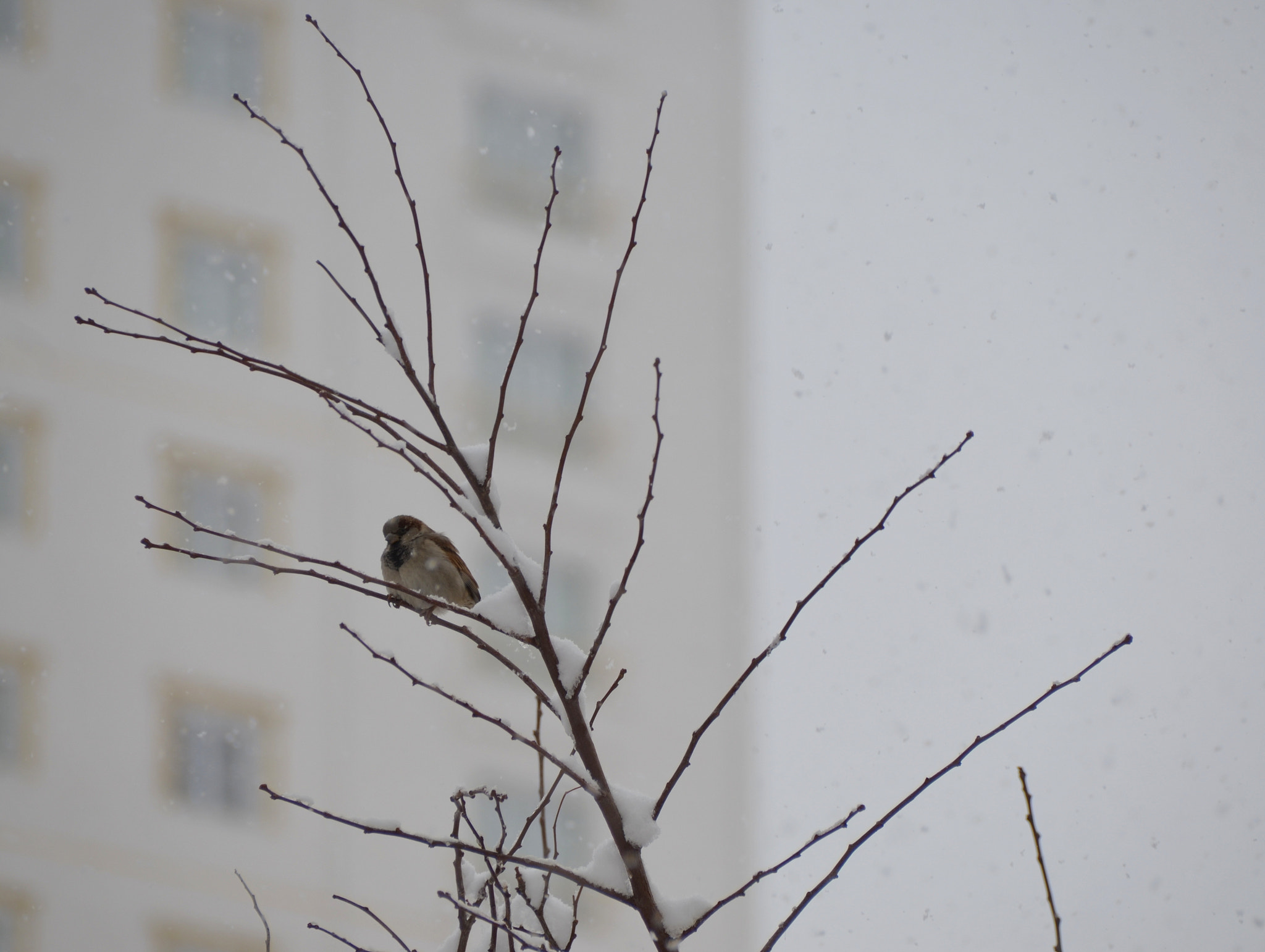 Sigma 18-250mm F3.5-6.3 DC Macro OS HSM sample photo. Cold photography