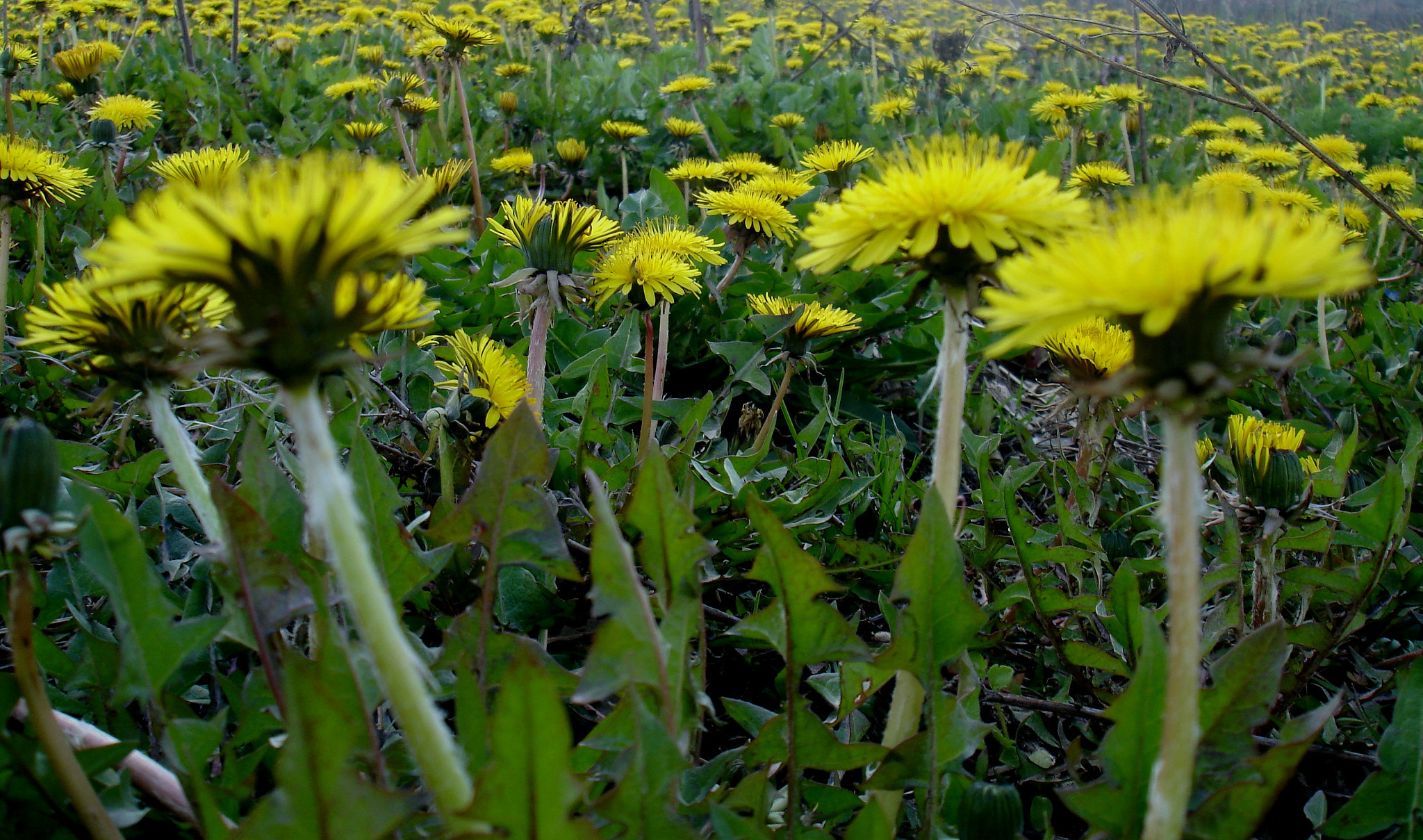 Sony DSC-W17 sample photo. Dandelion photography