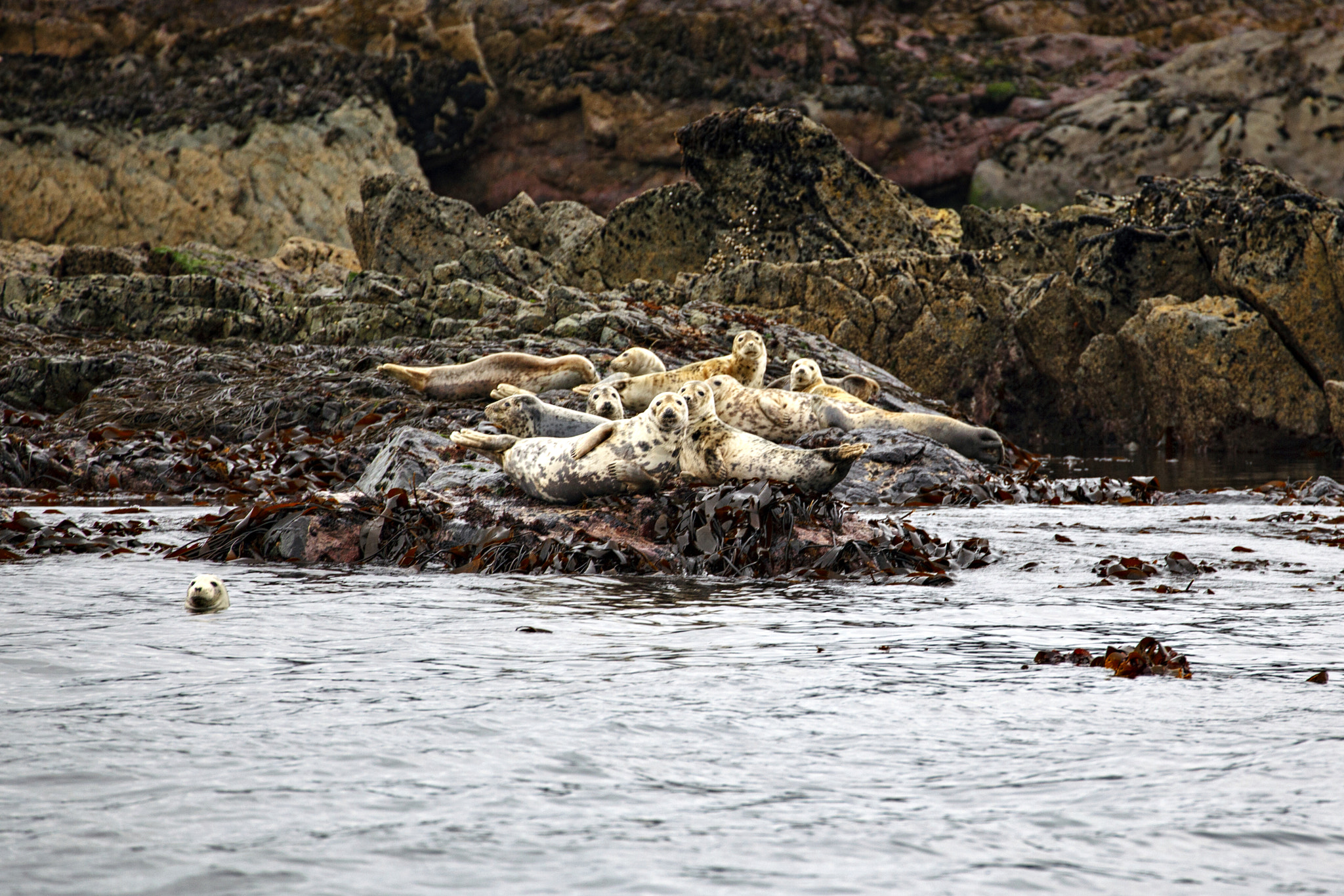 Canon EF 70-300mm F4-5.6L IS USM sample photo. Great blasket seals photography
