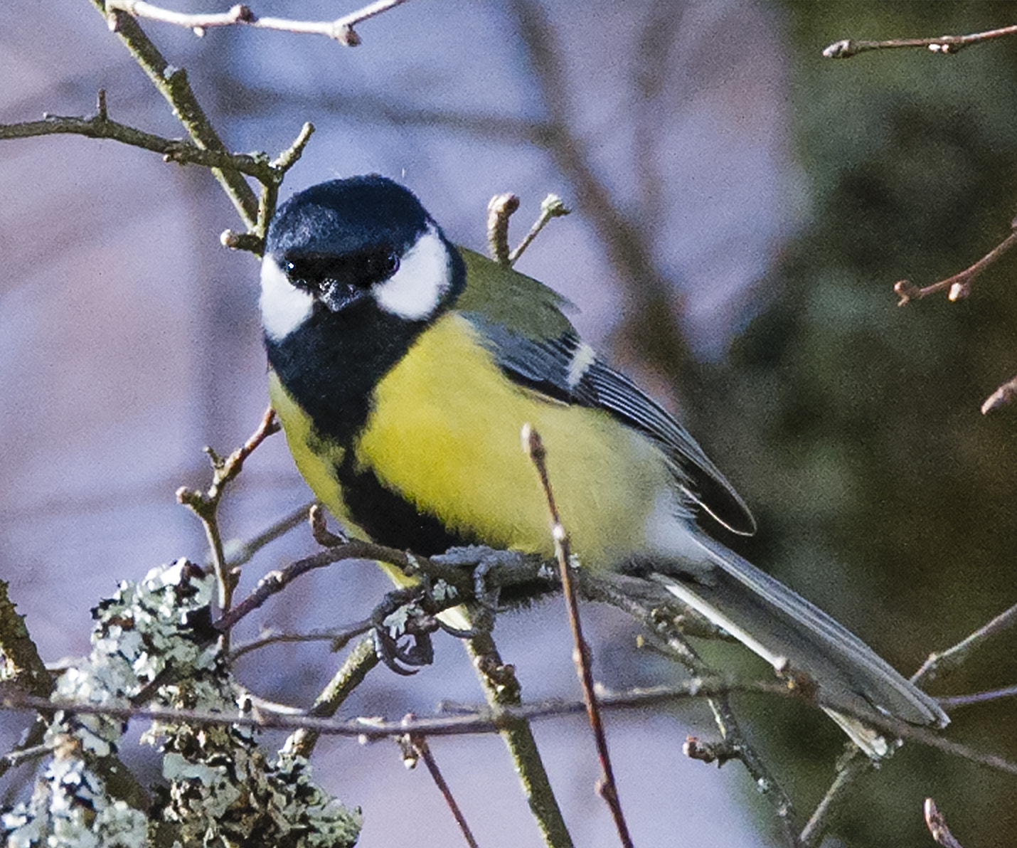Nikon D3S sample photo. Great tit looking at me photography