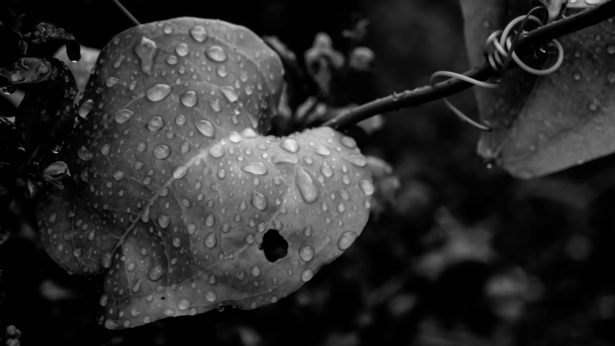 Samsung NX500 + Samsung NX 16-50mm F3.5-5.6 Power Zoom ED OIS sample photo. Leaf abstract photography