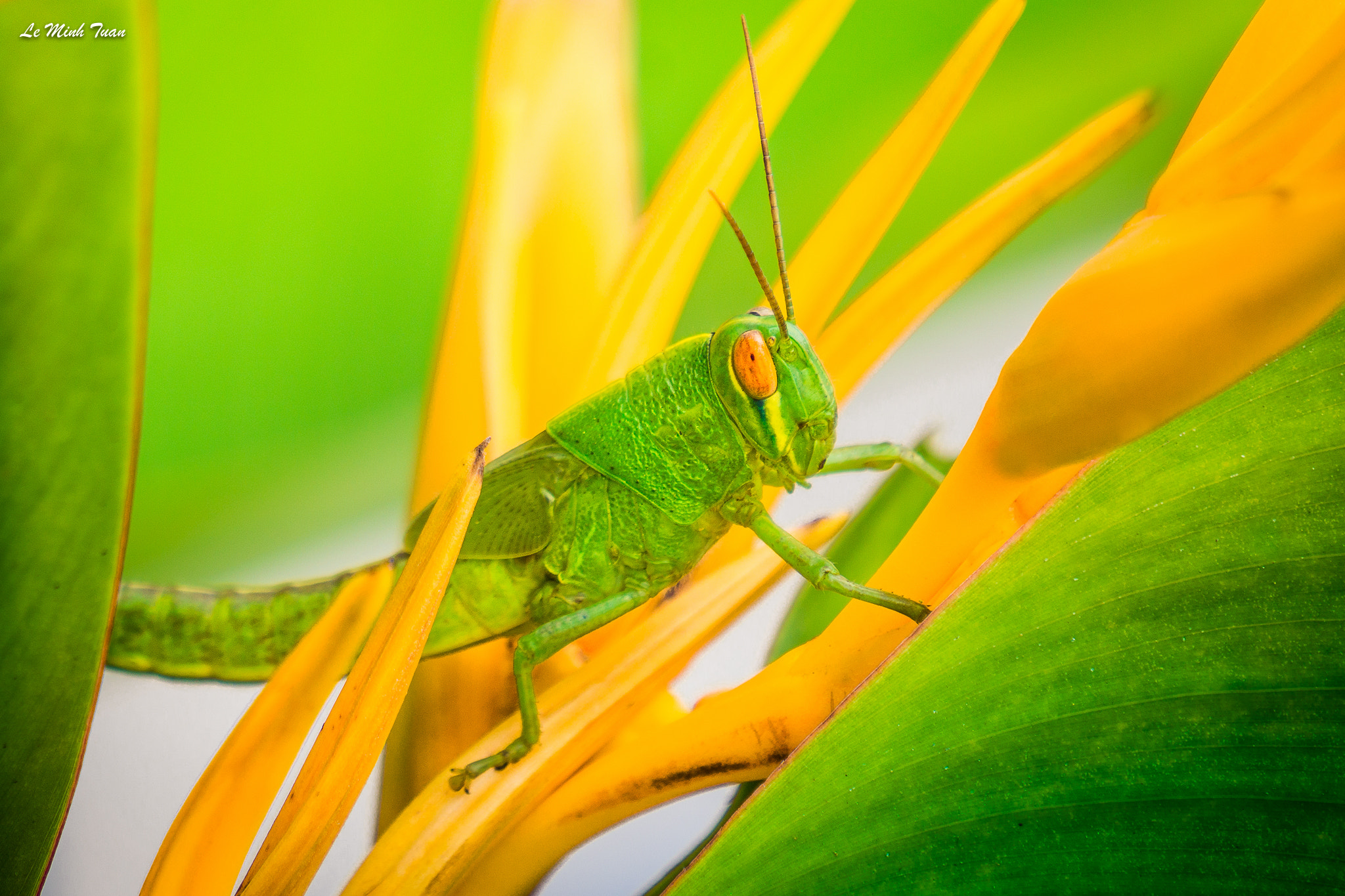 Sony Alpha NEX-7 sample photo. Grasshopper photography