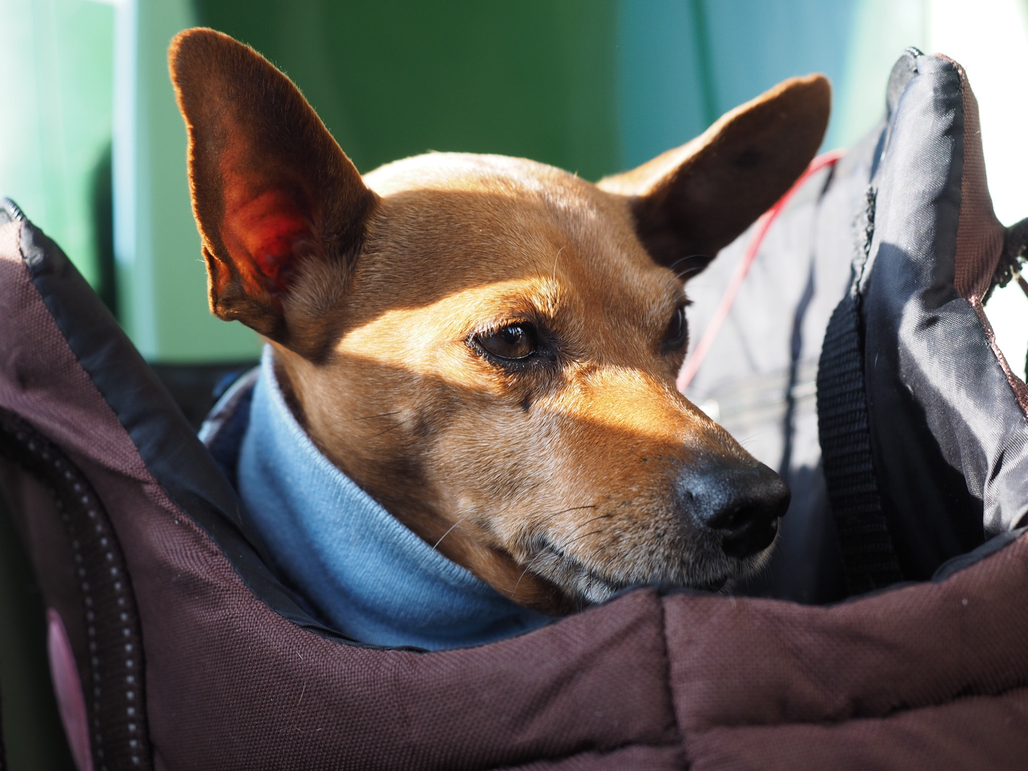 Olympus OM-D E-M1 + Olympus M.Zuiko Digital ED 12-40mm F2.8 Pro sample photo. Jack russell terrier wearing two coats photography