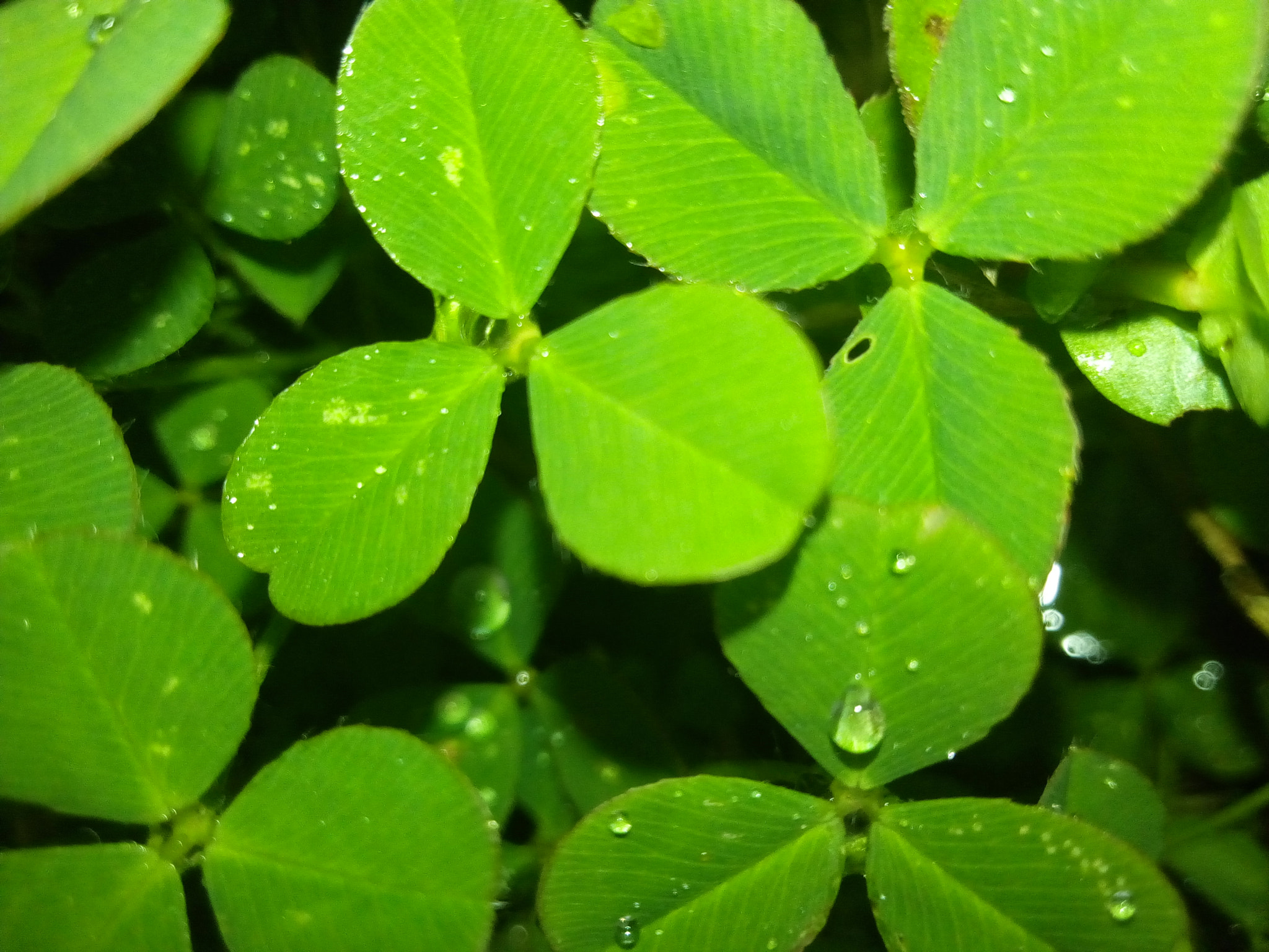 Infinix HOT 4 sample photo. Clover photography
