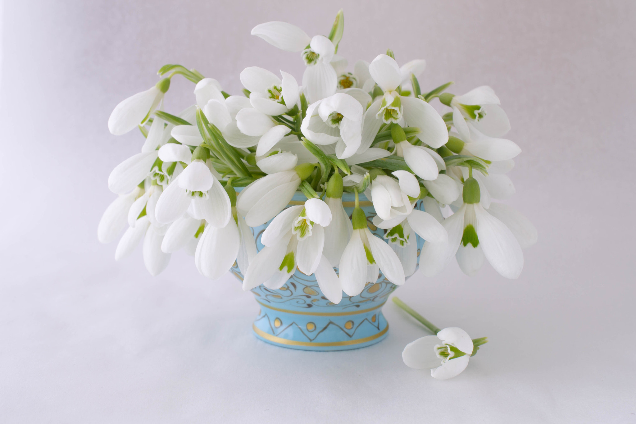 Nikon AF-S DX Micro Nikkor 40mm F2.8 sample photo. Snowdrops photography