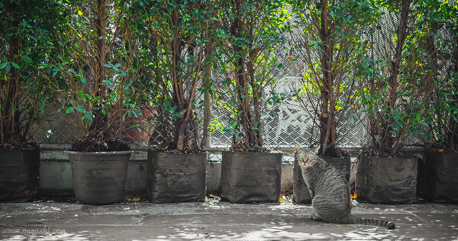 Olympus OM-D E-M10 II + Panasonic Leica DG Summilux 25mm F1.4 II ASPH sample photo. Cat 197: what's wrong? photography