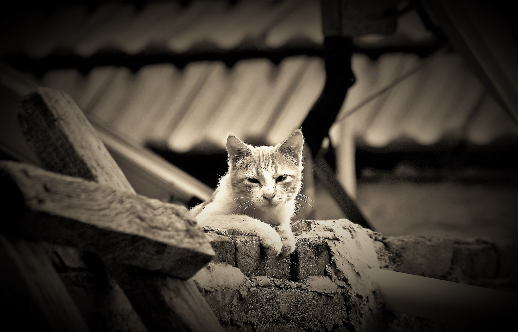 Nikon D40X sample photo. Street cat photography