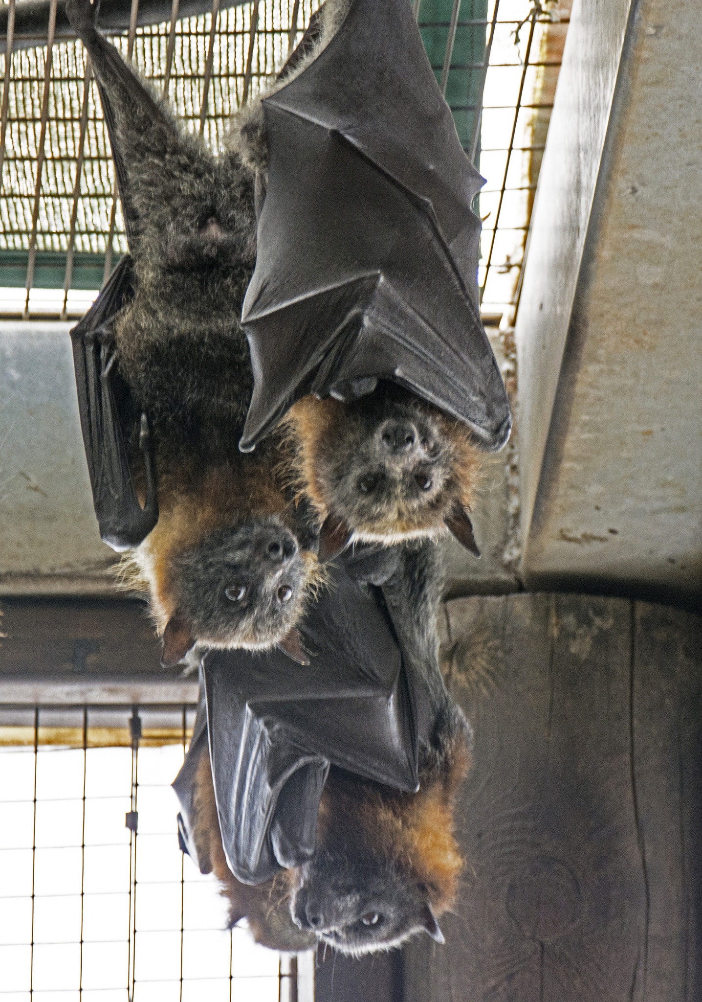 Sigma 18-250mm F3.5-6.3 DC Macro OS HSM sample photo. Real bats. photography