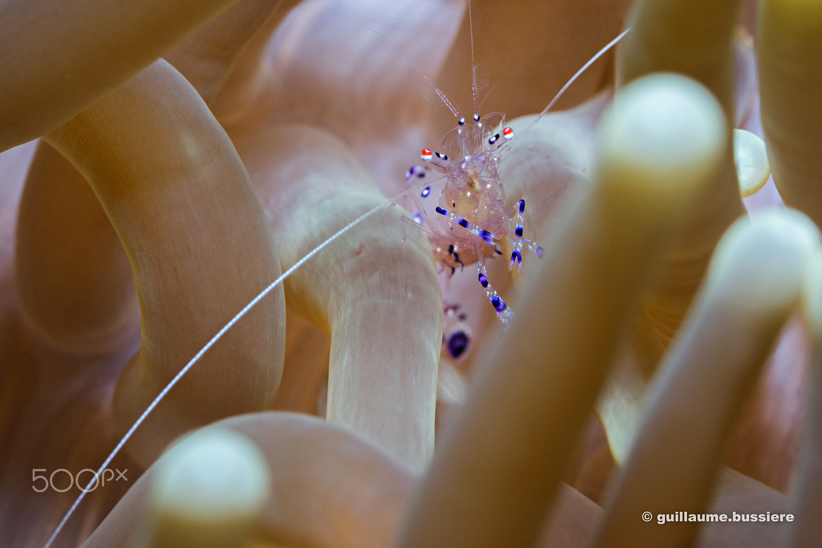 Sony a7R + Sony FE 90mm F2.8 Macro G OSS sample photo. Pilippines - shrimp photography