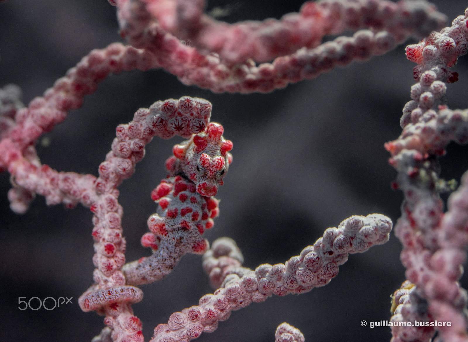 Sony a7R + Sony FE 90mm F2.8 Macro G OSS sample photo. Pilippines - pygmy seahorse photography