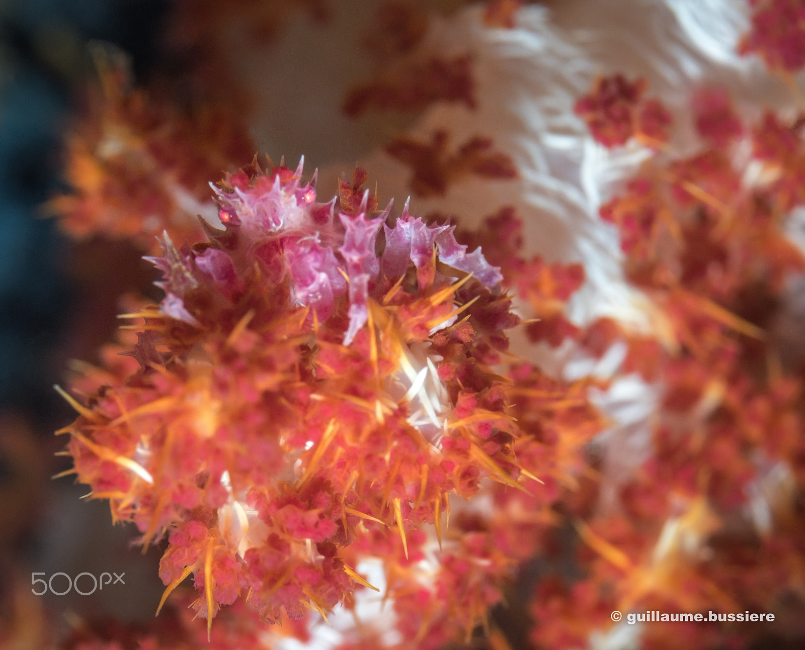 Sony a7R + Sony FE 90mm F2.8 Macro G OSS sample photo. Pilippines - pink crab photography