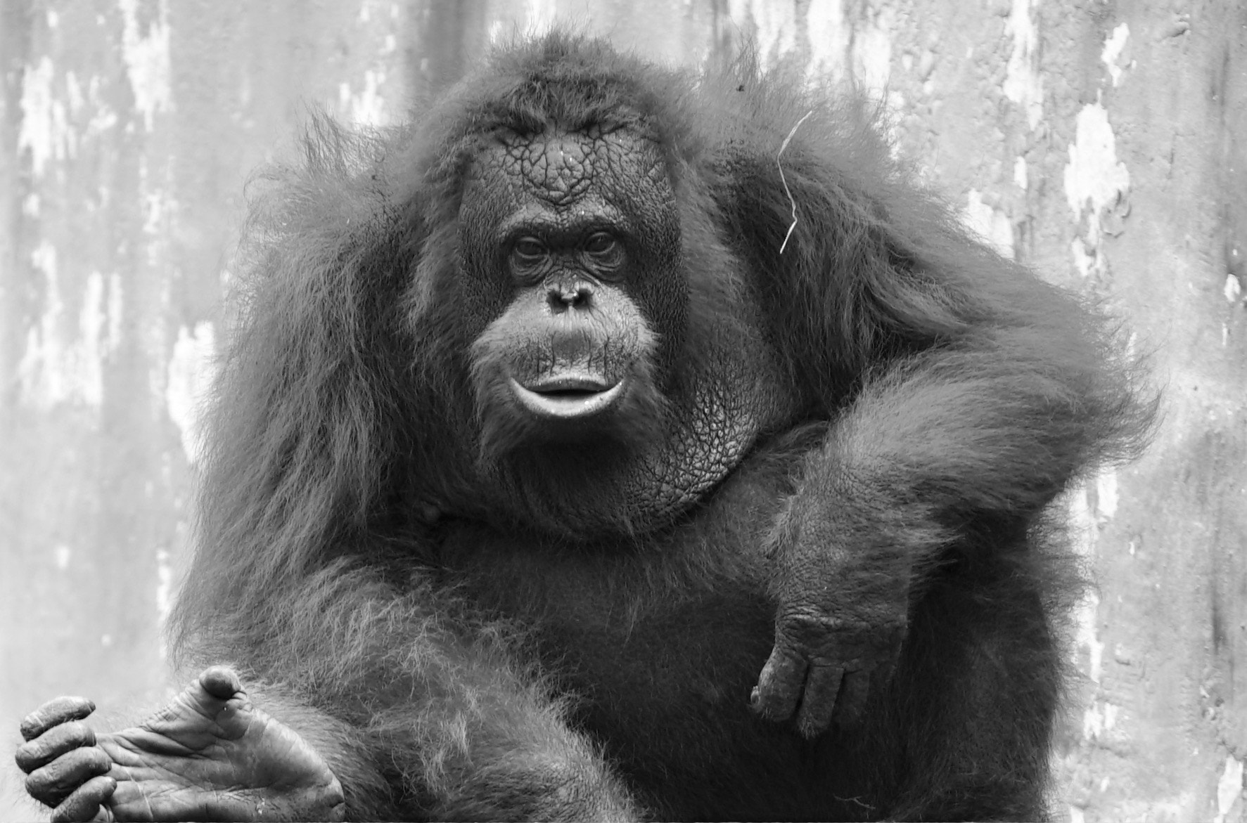 Sony FE 70-200mm F4 G OSS sample photo. Borneoan orangutan photography