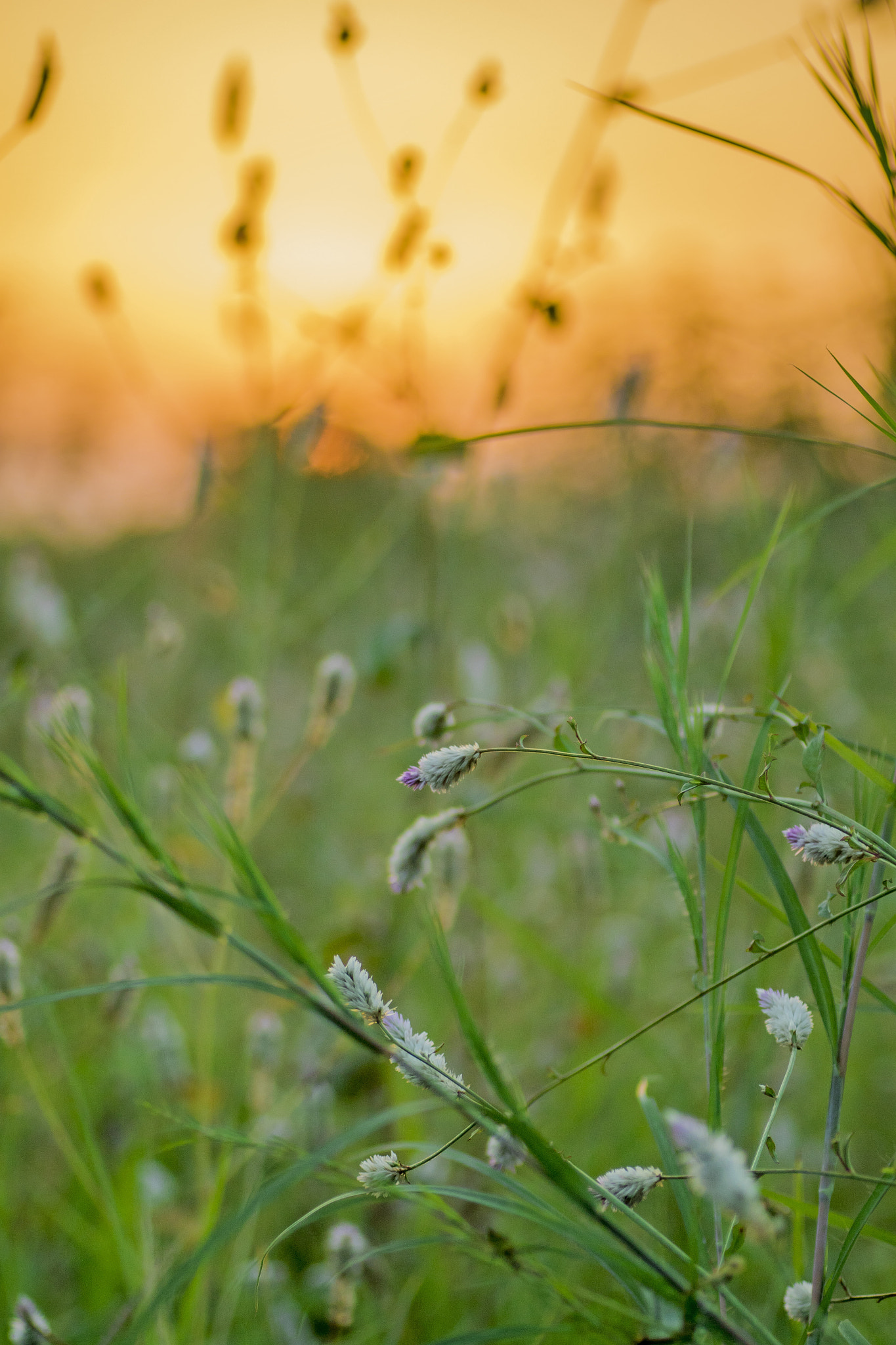 Canon EOS 7D Mark II + Tamron SP AF 90mm F2.8 Di Macro sample photo. They dance in their own way. photography