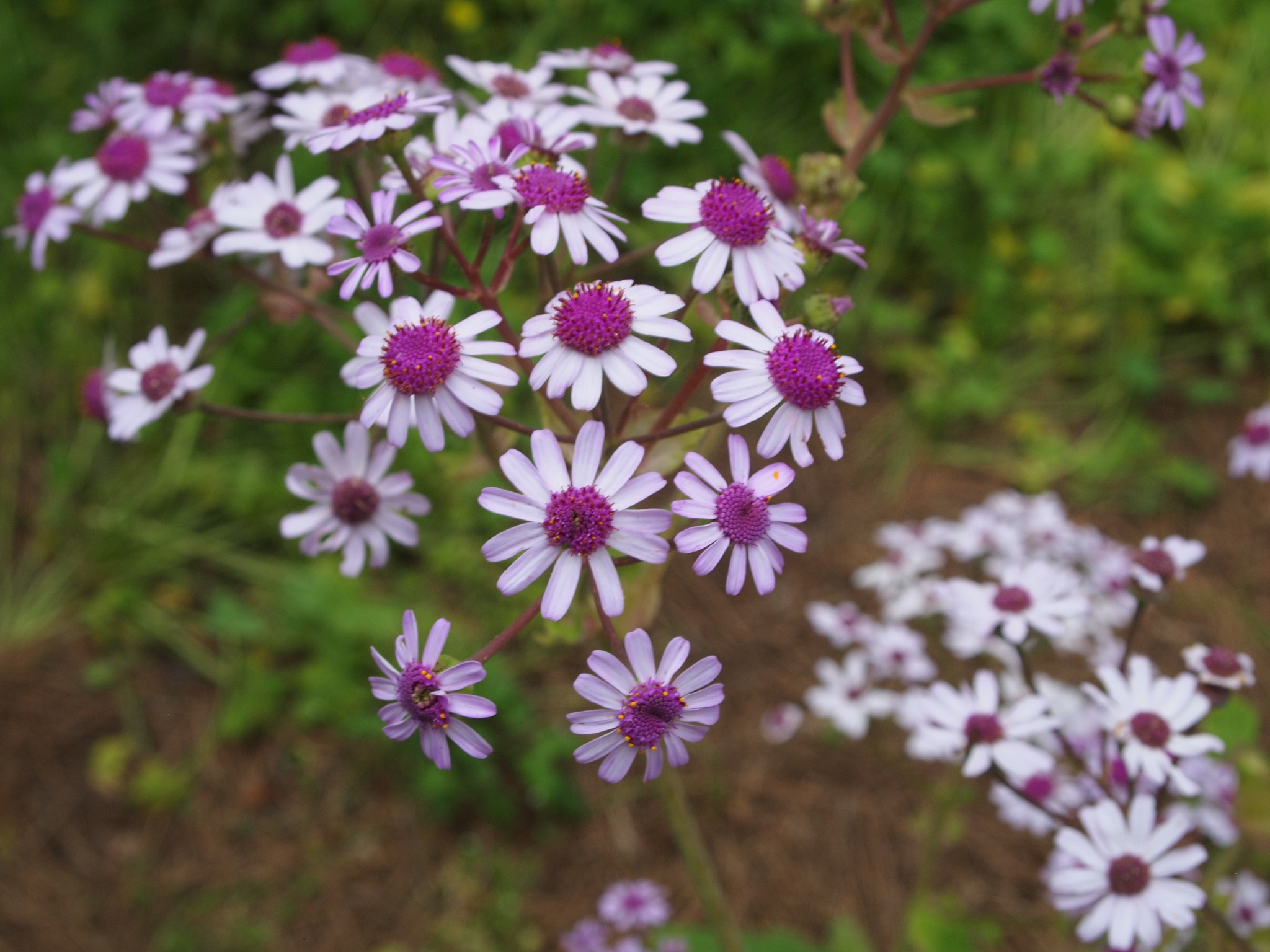 Olympus PEN E-P1 sample photo. Girly flowers photography