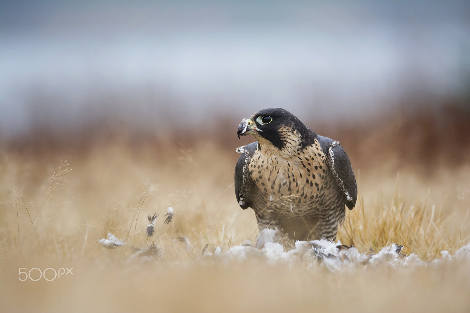 Sigma 150-600mm F5-6.3 DG OS HSM | S sample photo. Peregrine falcon photography