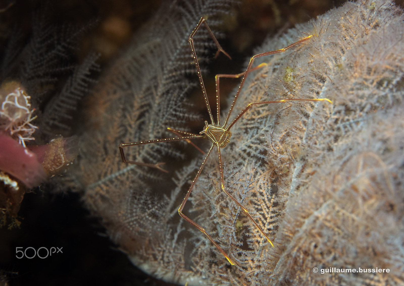 Sony a7R sample photo. Philippines - spider crab photography