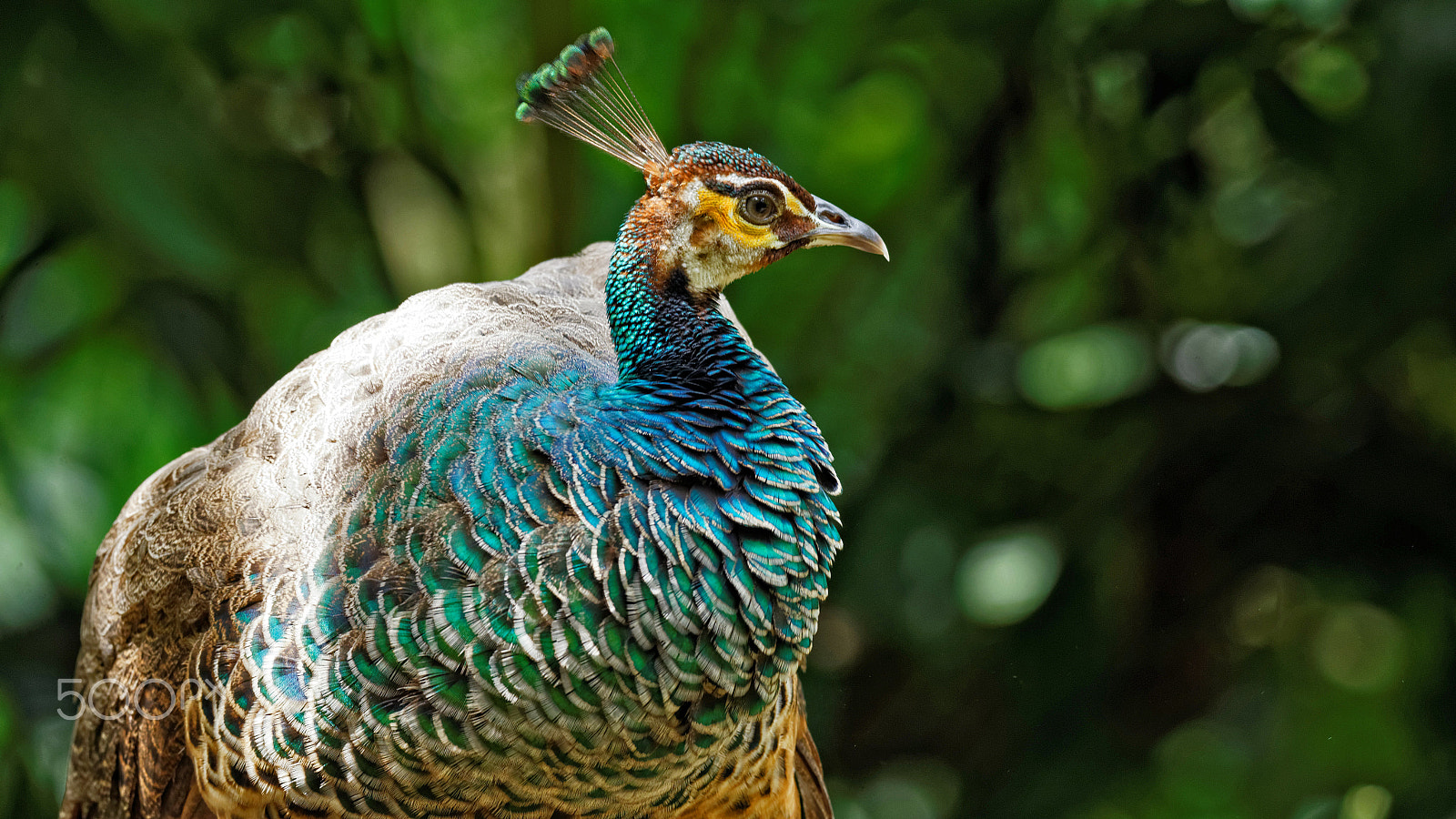 Tamron SP 150-600mm F5-6.3 Di VC USD sample photo. Bird park photography