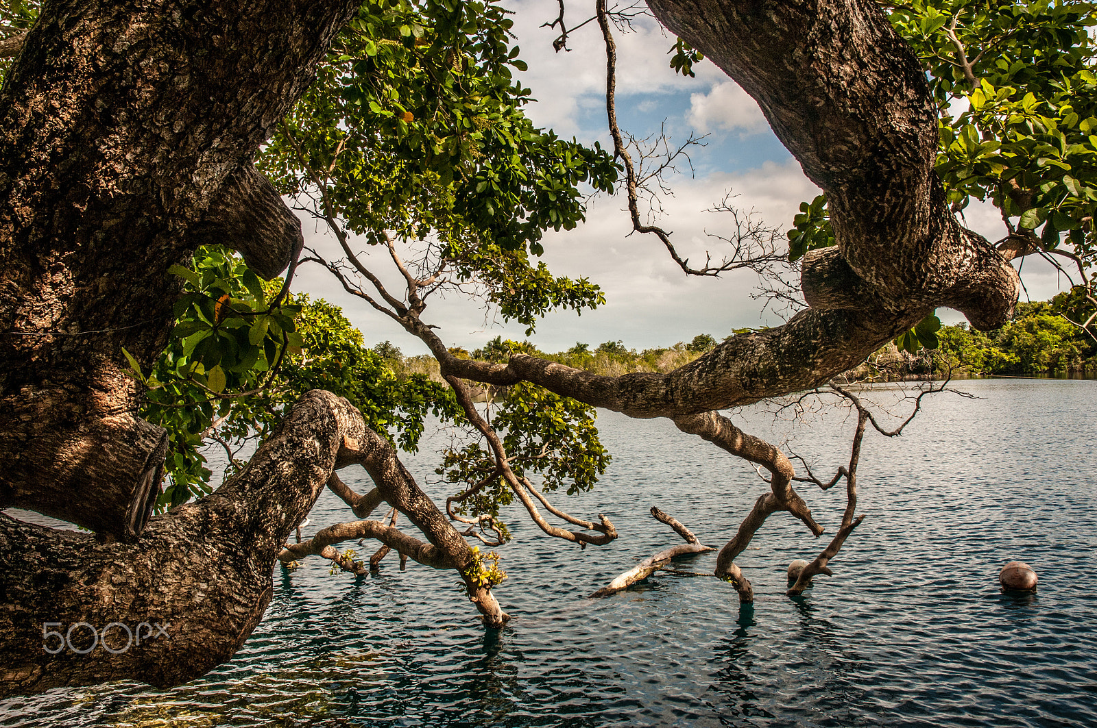 Nikon D300S sample photo. Cenote azul photography