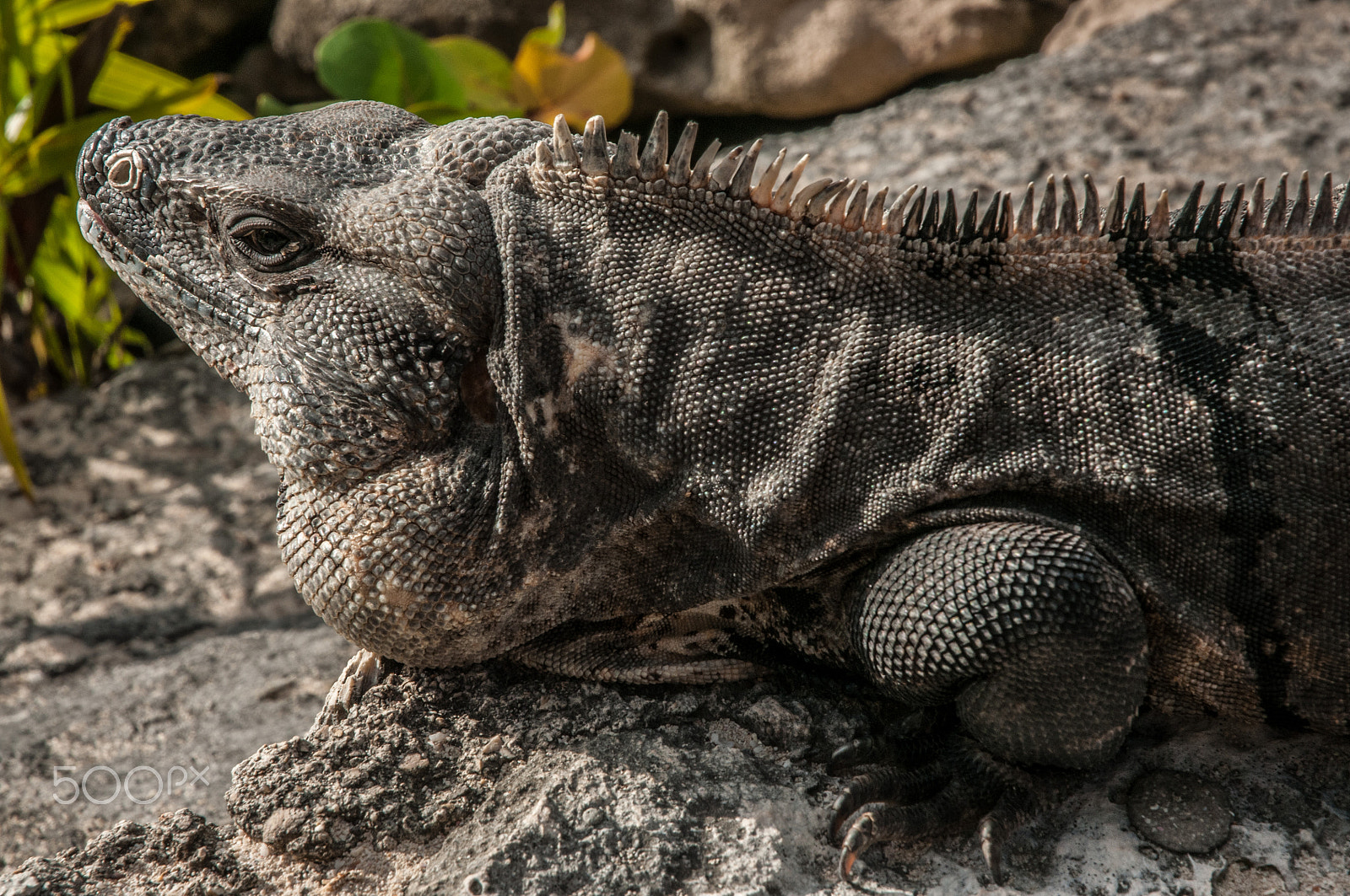 Nikon D300S sample photo. Iguana photography