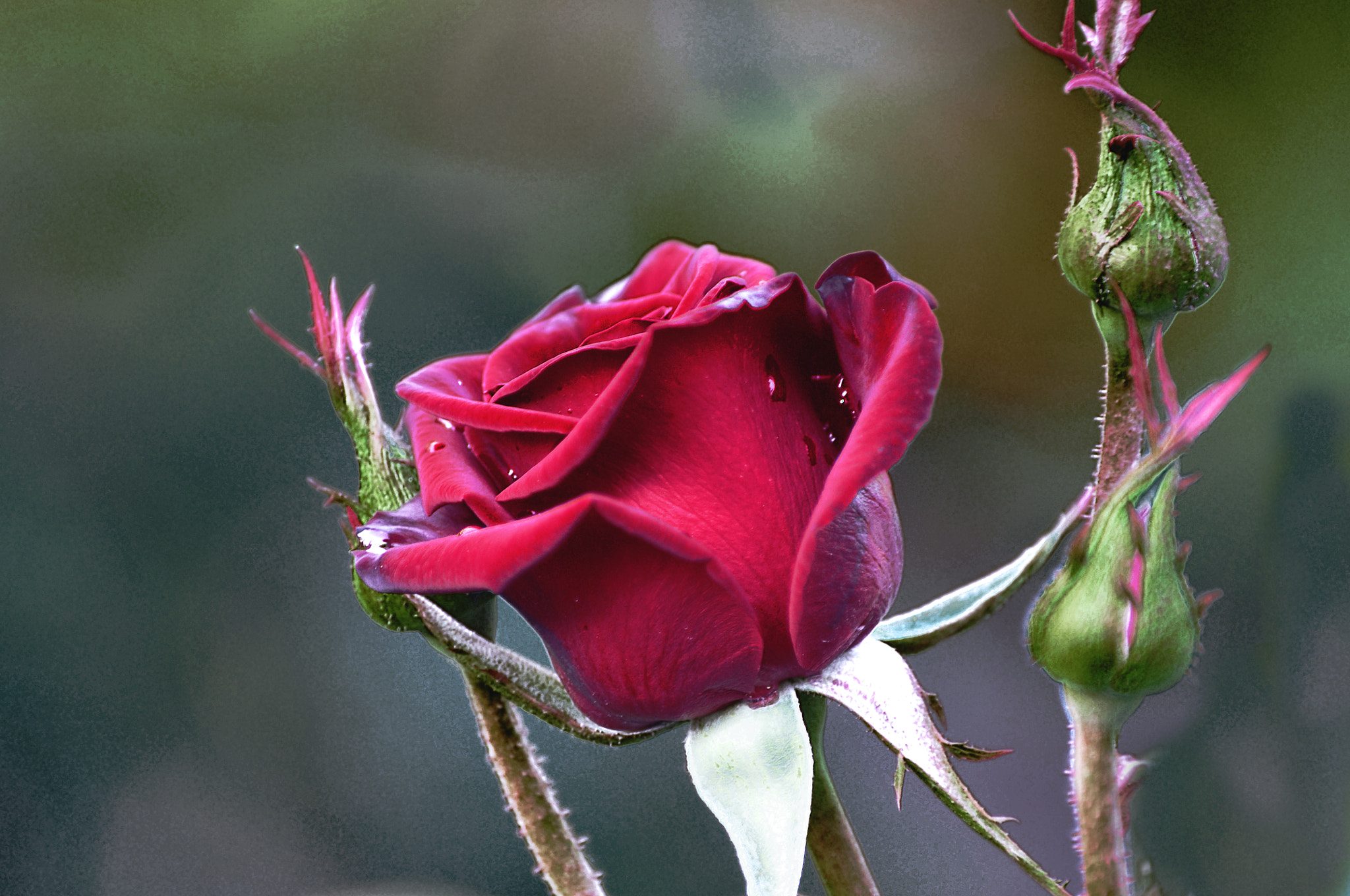 Nikon D300 sample photo. Красная роза после дождя photography