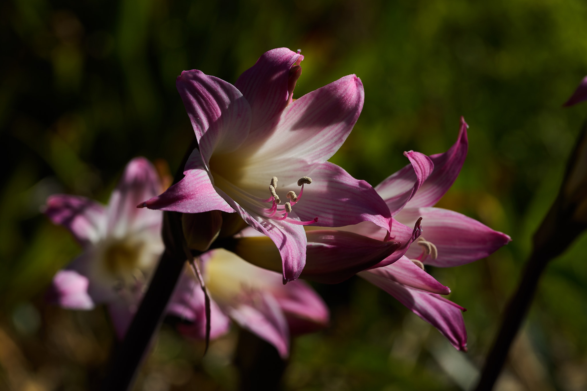 Sony a7 + Sony FE 90mm F2.8 Macro G OSS sample photo. Abg_20170225_11 photography