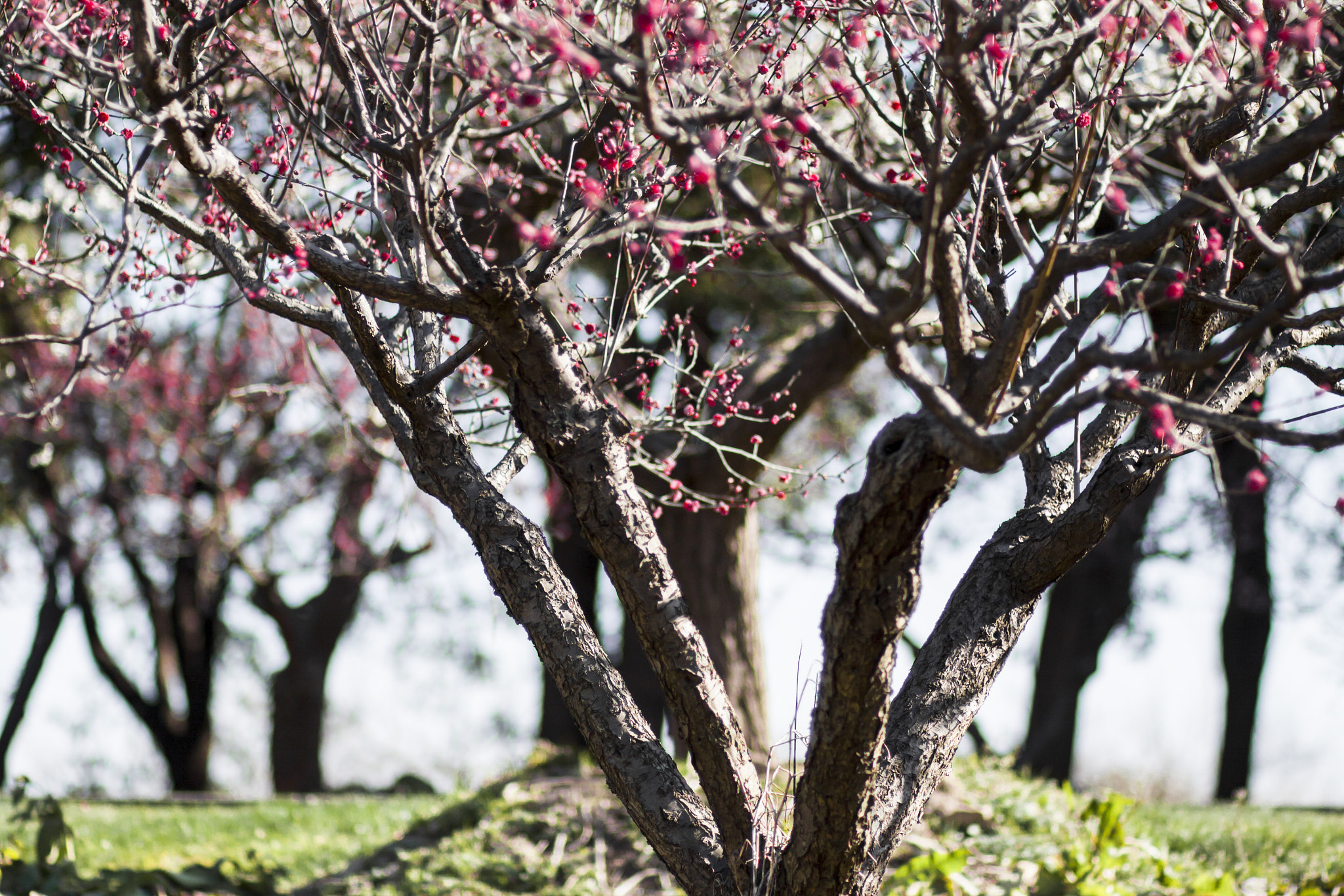 Canon EOS 50D + Canon EF 85mm F1.8 USM sample photo. Plum trees photography