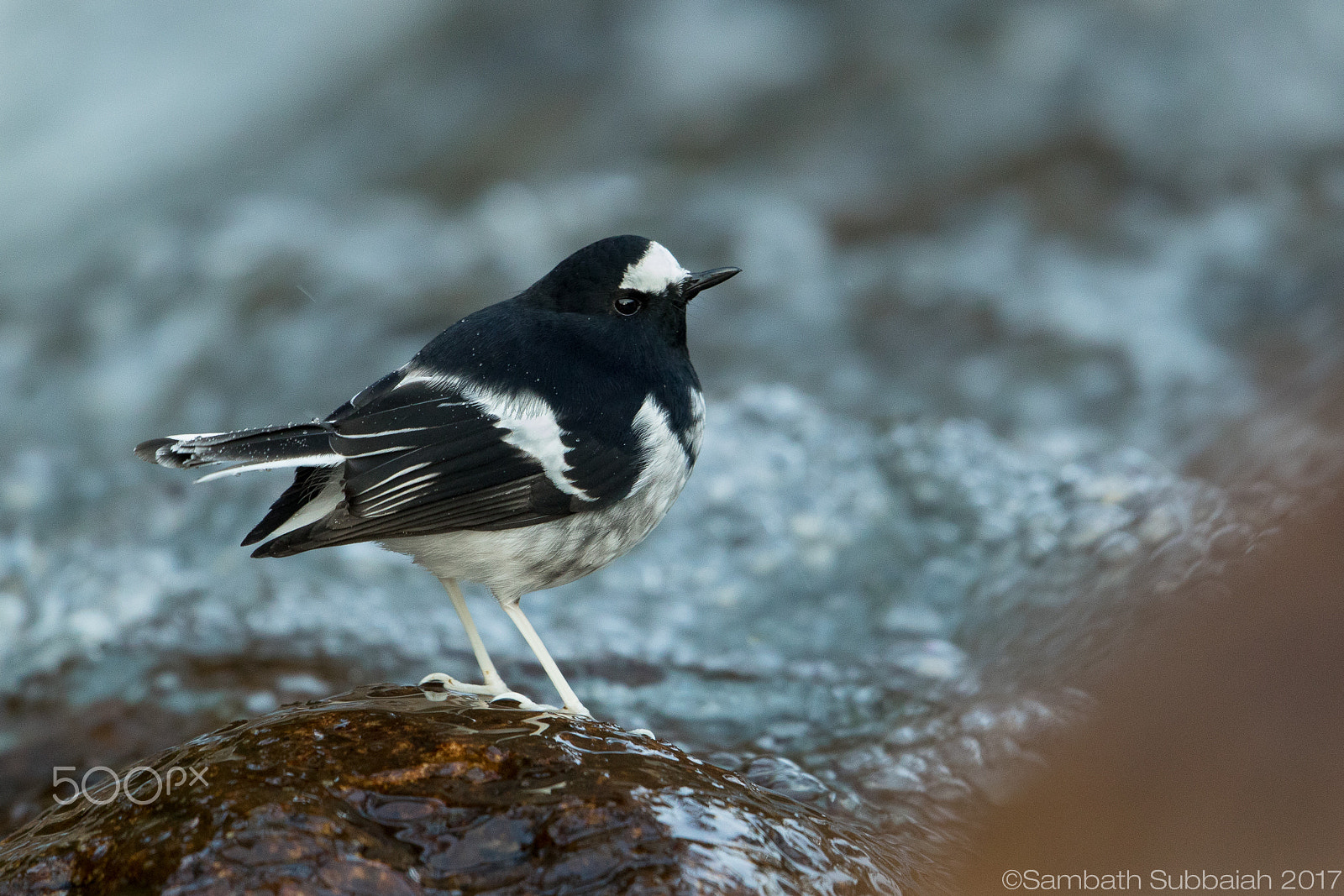 Canon EF 500mm F4L IS II USM sample photo. Little forktail photography