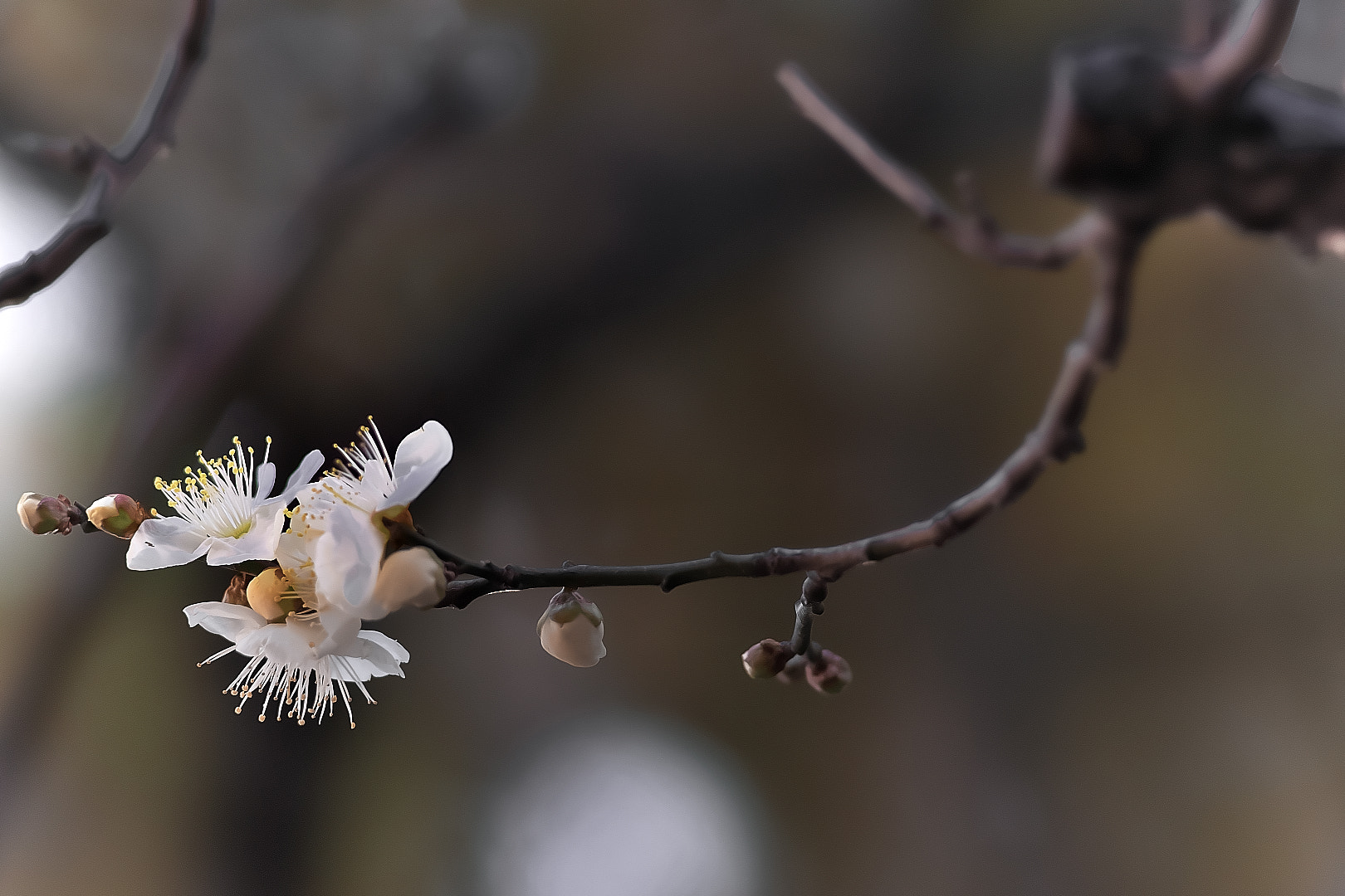 135mm F2.8[T4.5] STF sample photo. White plum photography