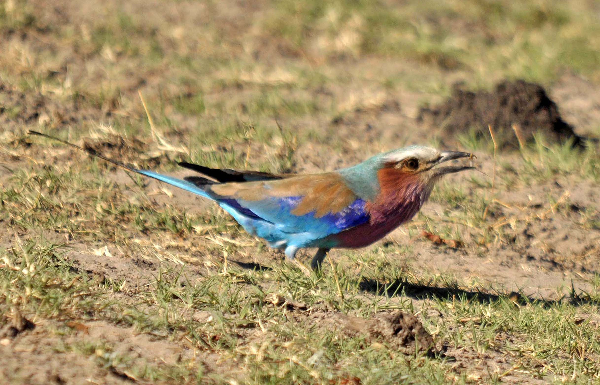 Nikon D90 + Sigma 150-500mm F5-6.3 DG OS HSM sample photo. Lilac breasted roller. photography