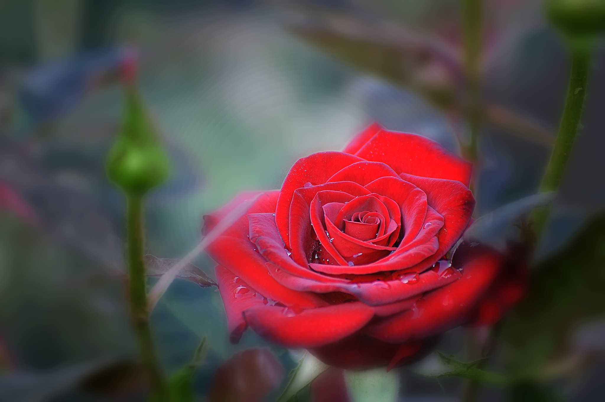 Nikon D300 sample photo. После дождя photography